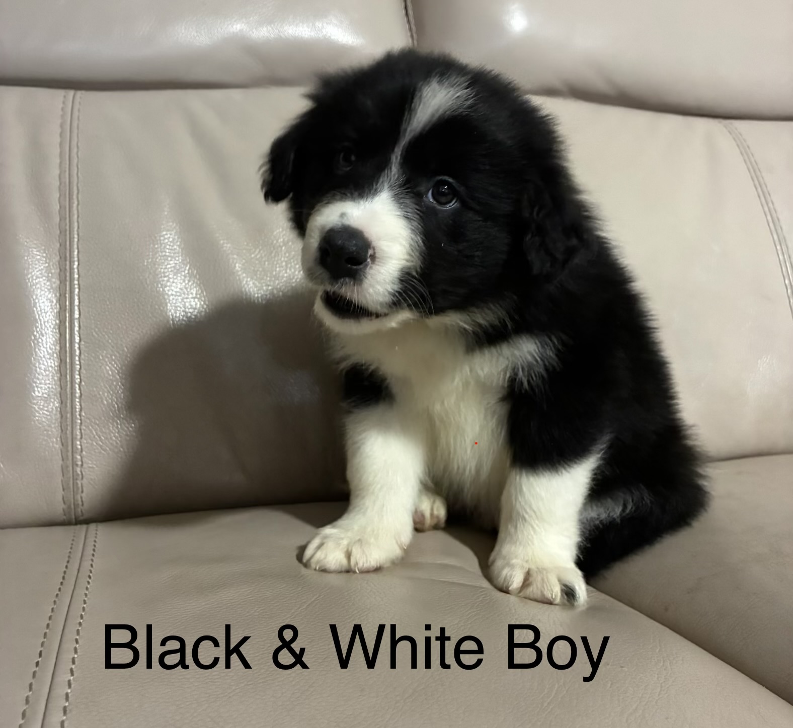Border Collie Puppies — photo 2