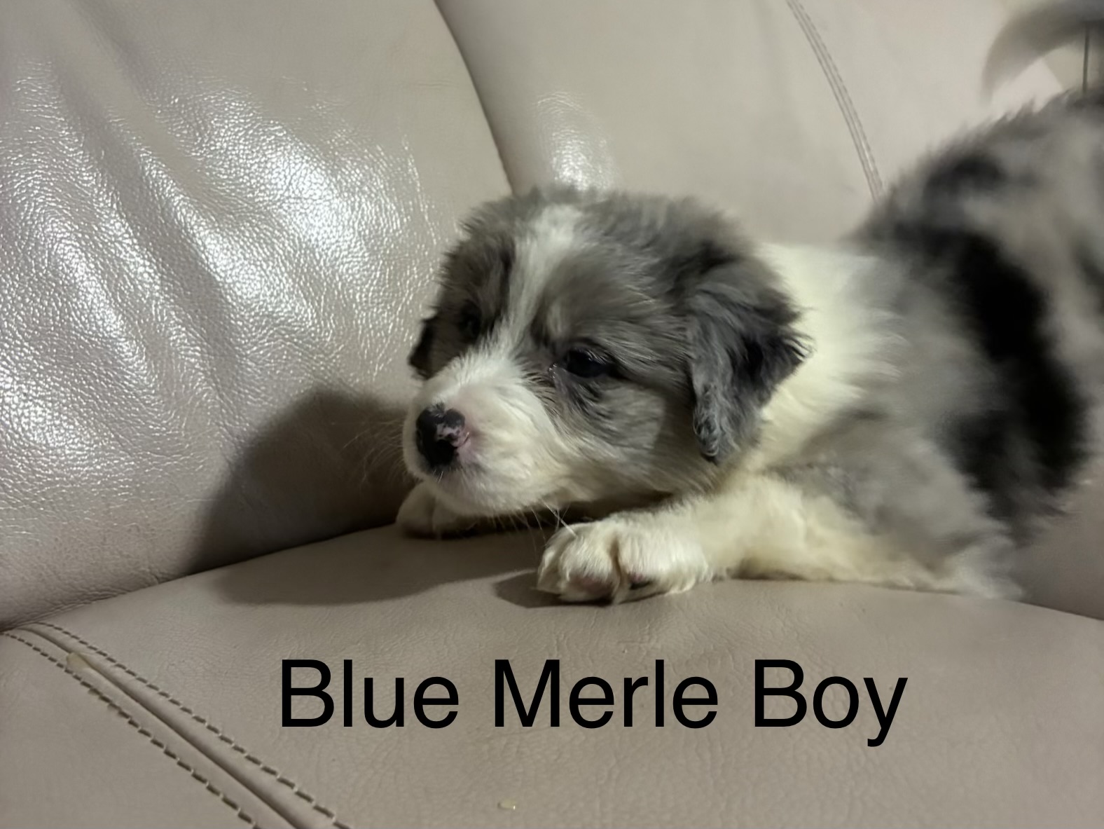 Border Collie Puppies — photo 7