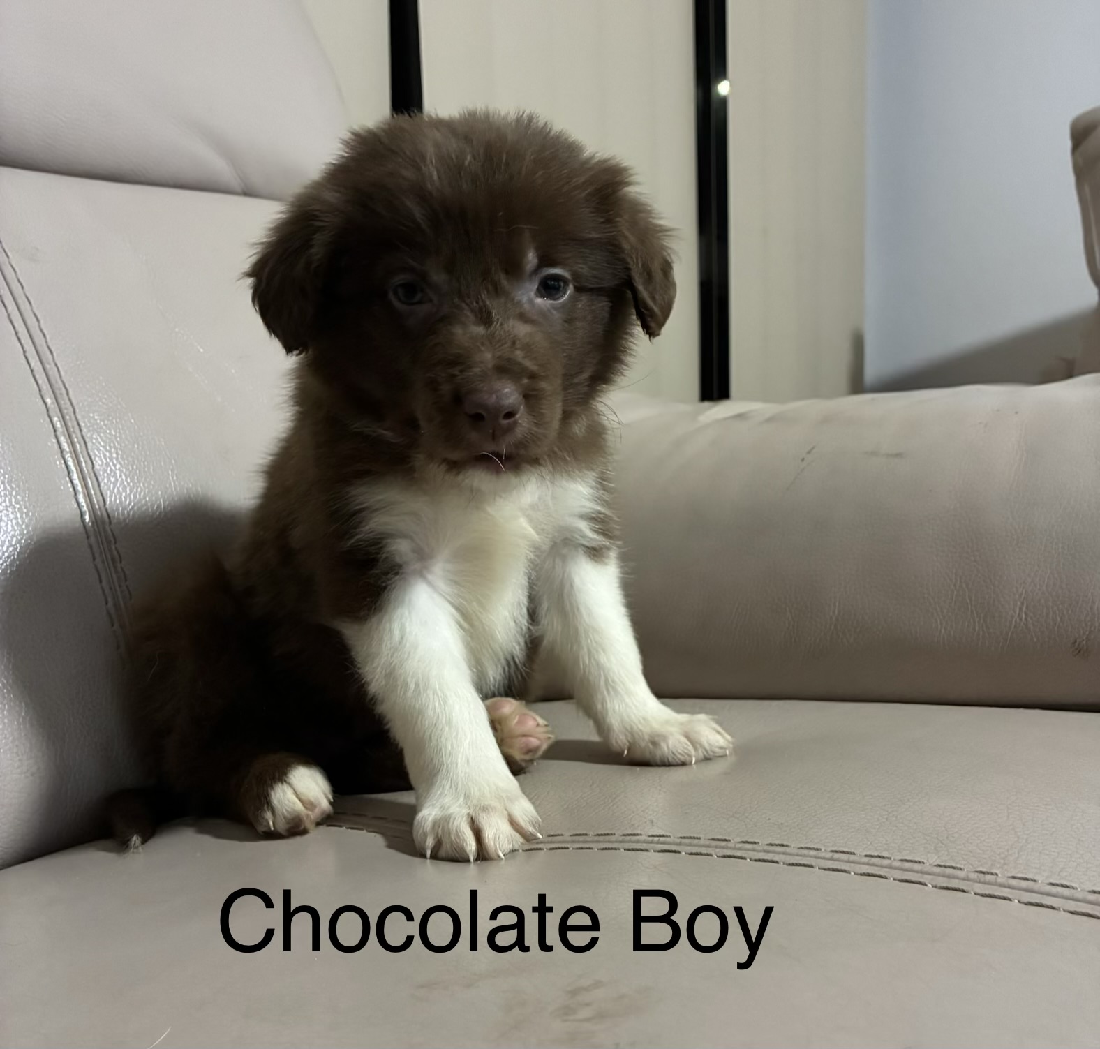 Border Collie Puppies — photo 8