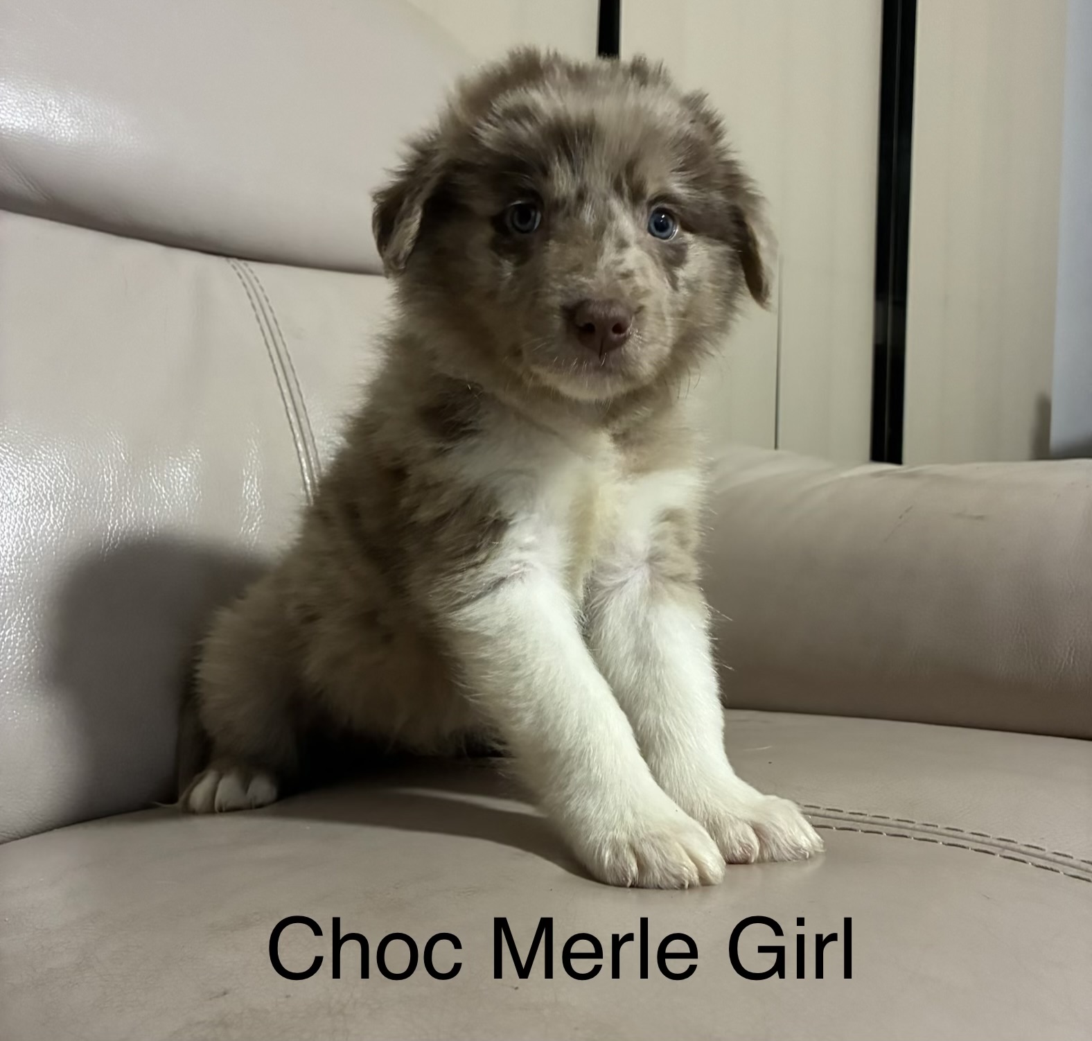 Border Collie Puppies — photo 1