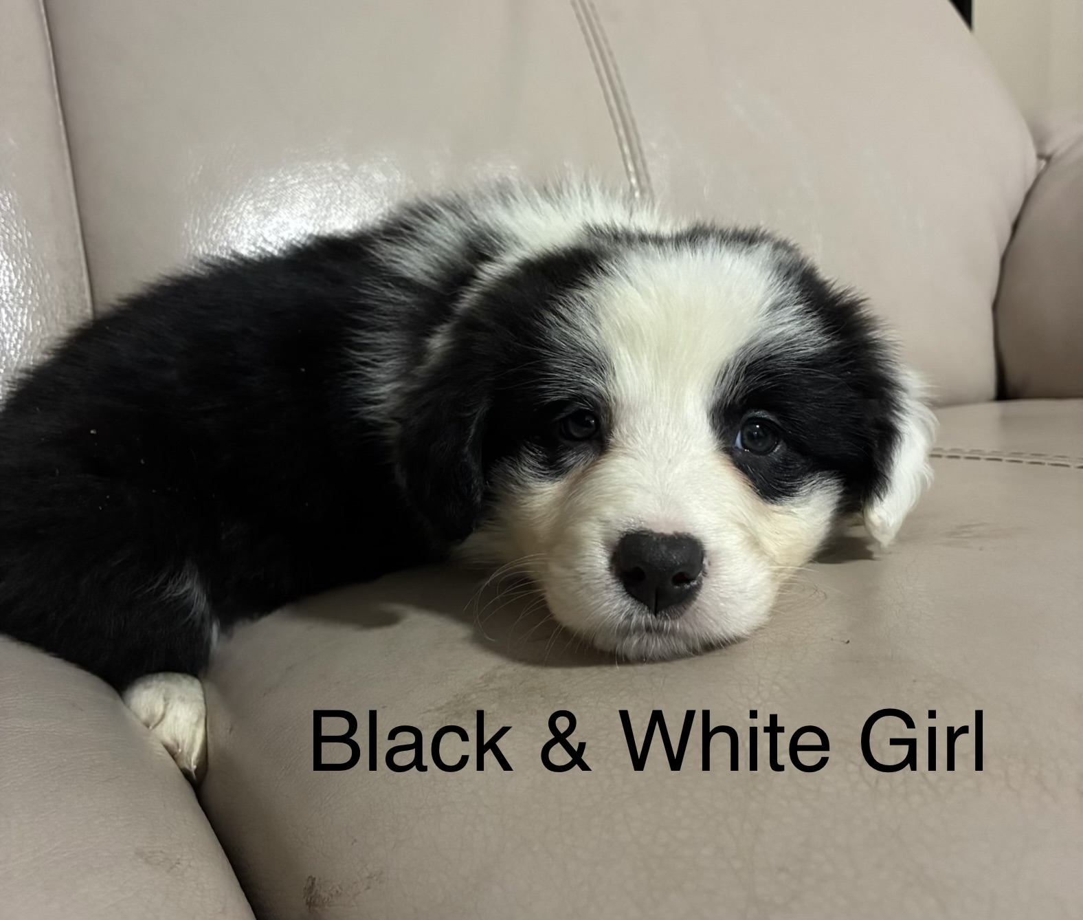 Border Collie Puppies — photo 5