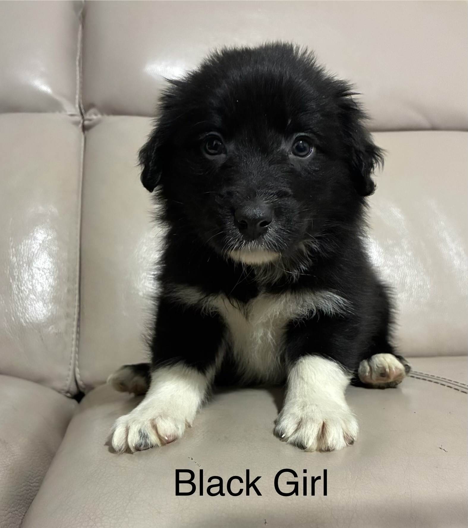 Border Collie Puppies — photo 9
