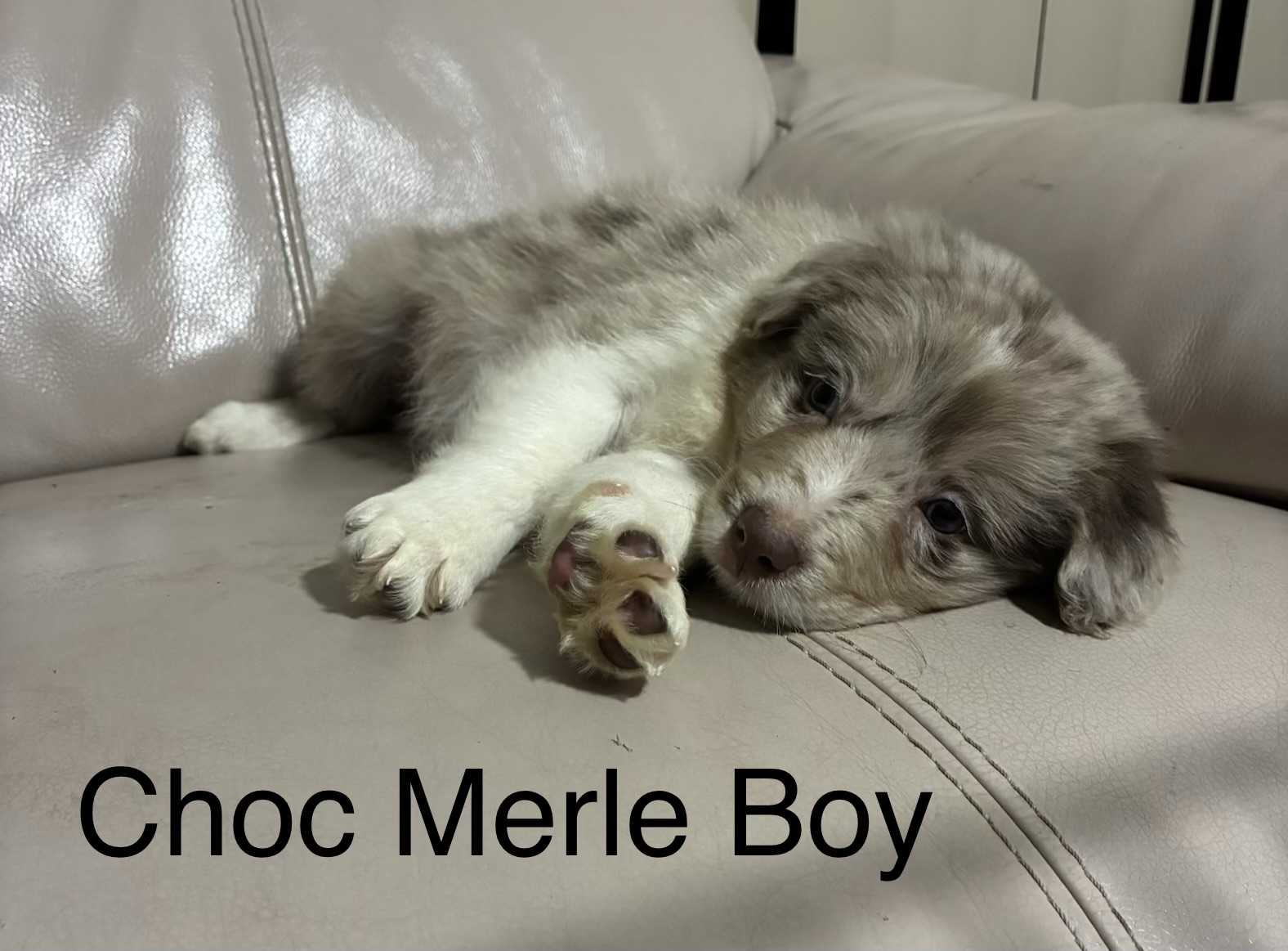 Border Collie Puppies — photo 4