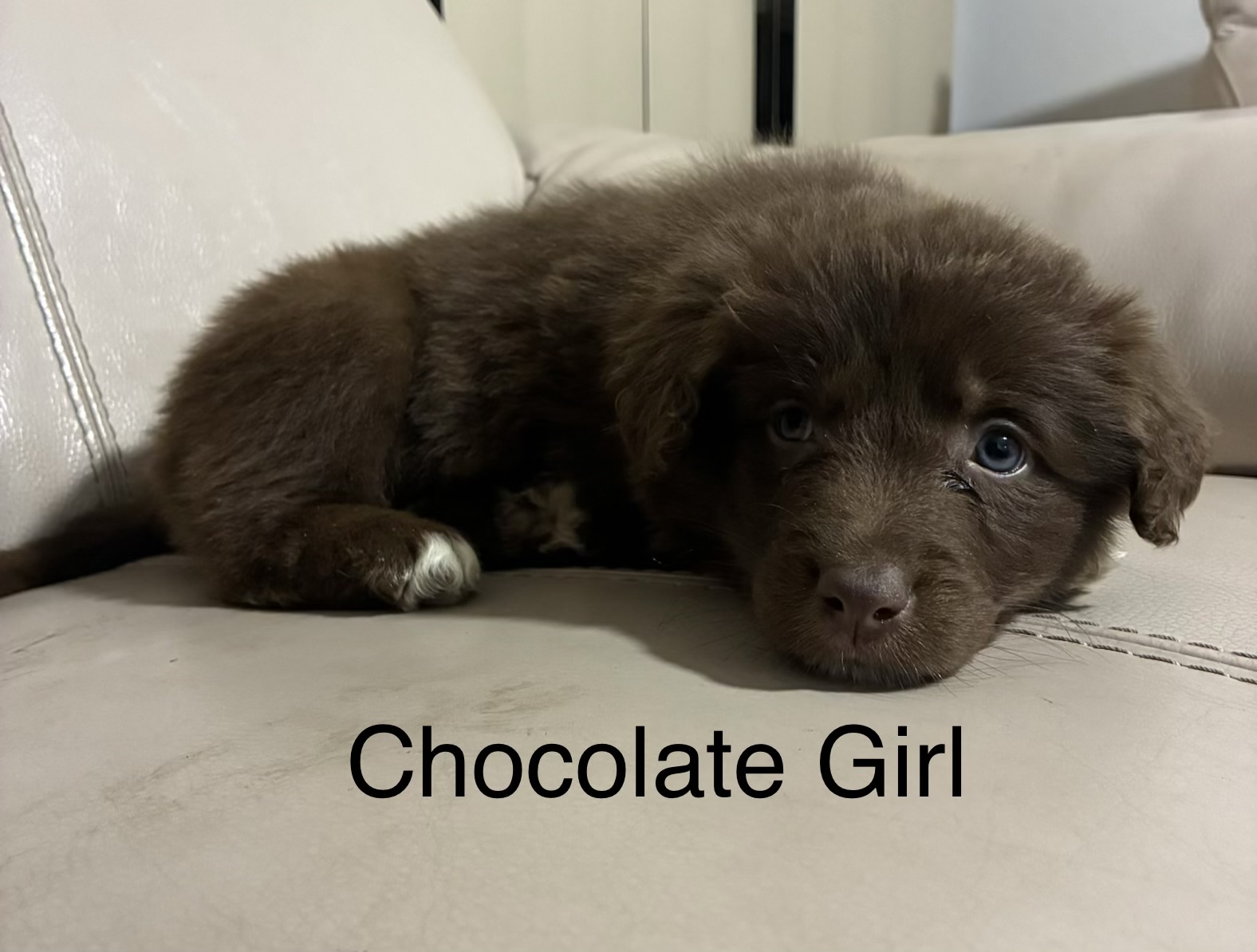 Border Collie Puppies — photo 3