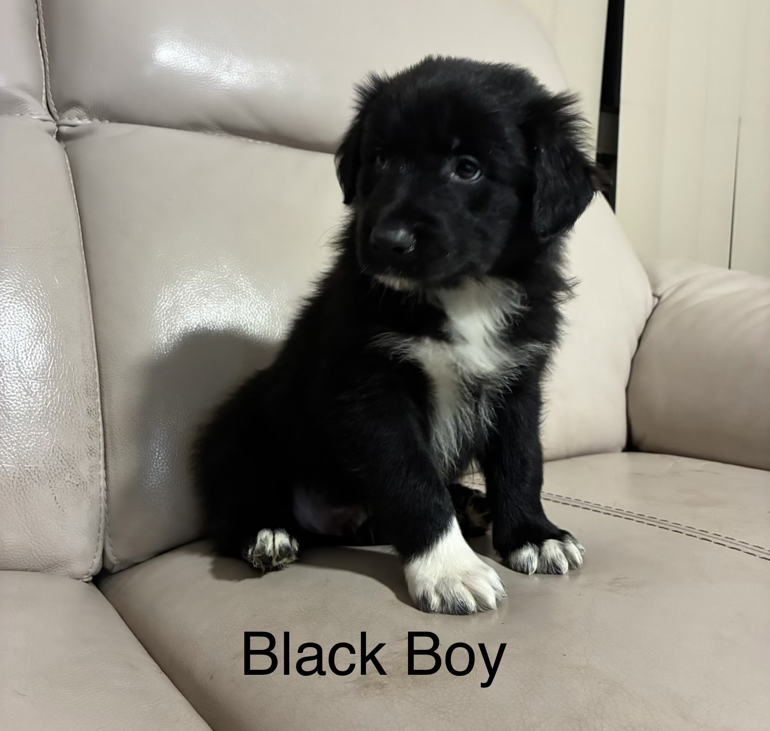 Border Collie Puppies — photo 6
