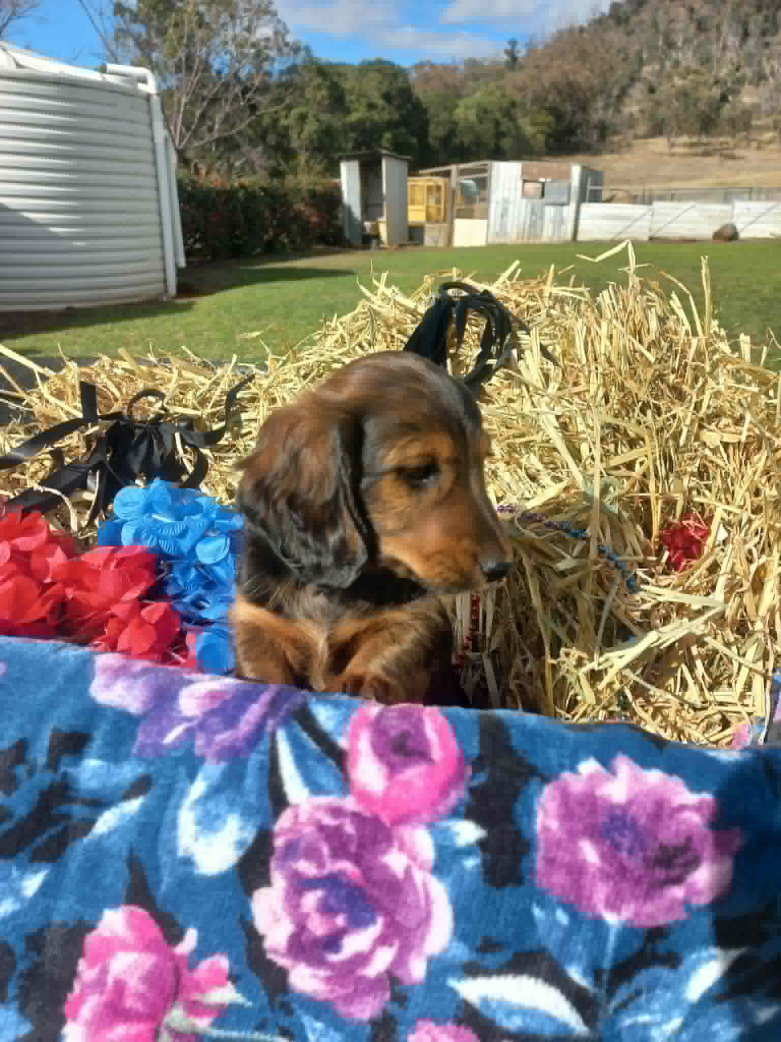 Male Mini Long Hair Dachshunds