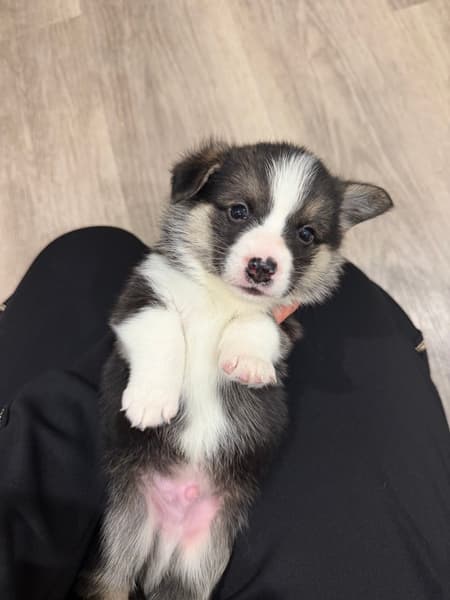 FOR SALE- Corgi Puppies (Pembroke Welsh) — photo 1