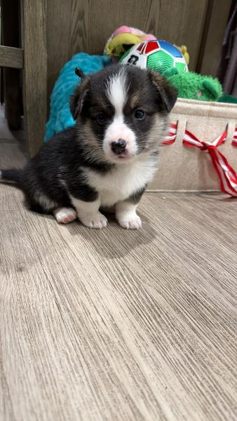 FOR SALE- Corgi Puppies (Pembroke Welsh) — photo 3