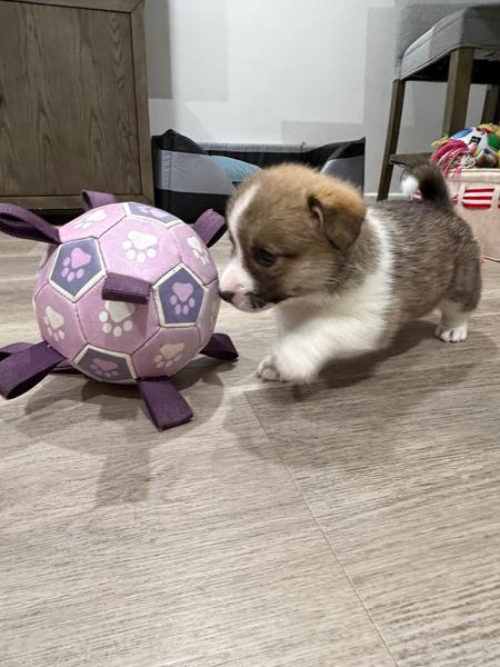 FOR SALE- Corgi Puppies (Pembroke Welsh) — photo 2
