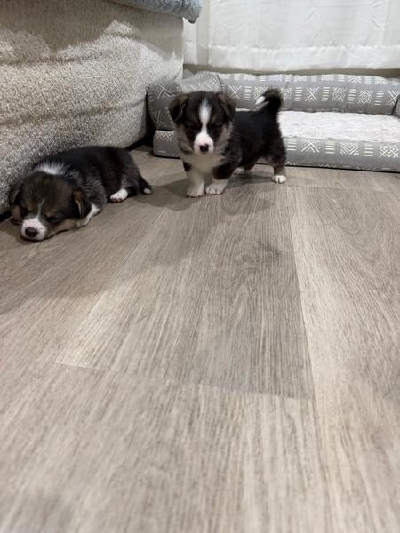 FOR SALE- Corgi Puppies (Pembroke Welsh) — photo 4