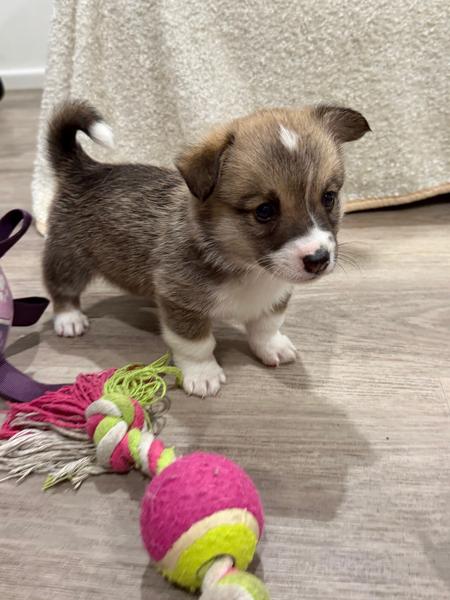 FOR SALE- Corgi Puppies (Pembroke Welsh) — photo 5