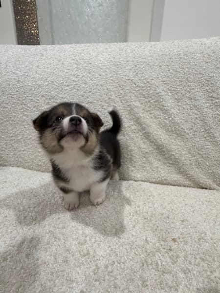 FOR SALE- Corgi Puppies (Pembroke Welsh) — photo 6