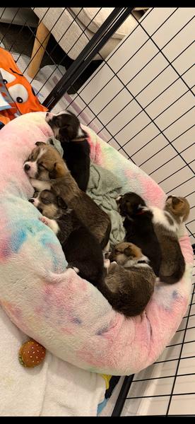 FOR SALE- Corgi Puppies (Pembroke Welsh) — photo 7
