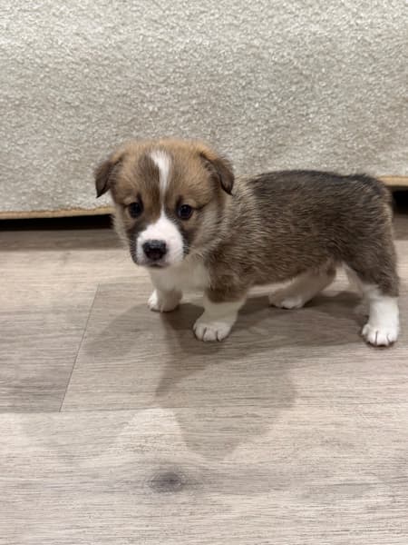 FOR SALE- Corgi Puppies (Pembroke Welsh) — photo 8