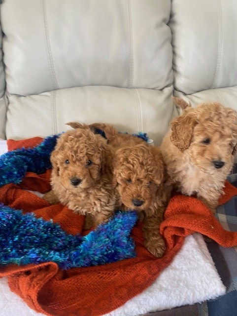 Cavoodle puppies