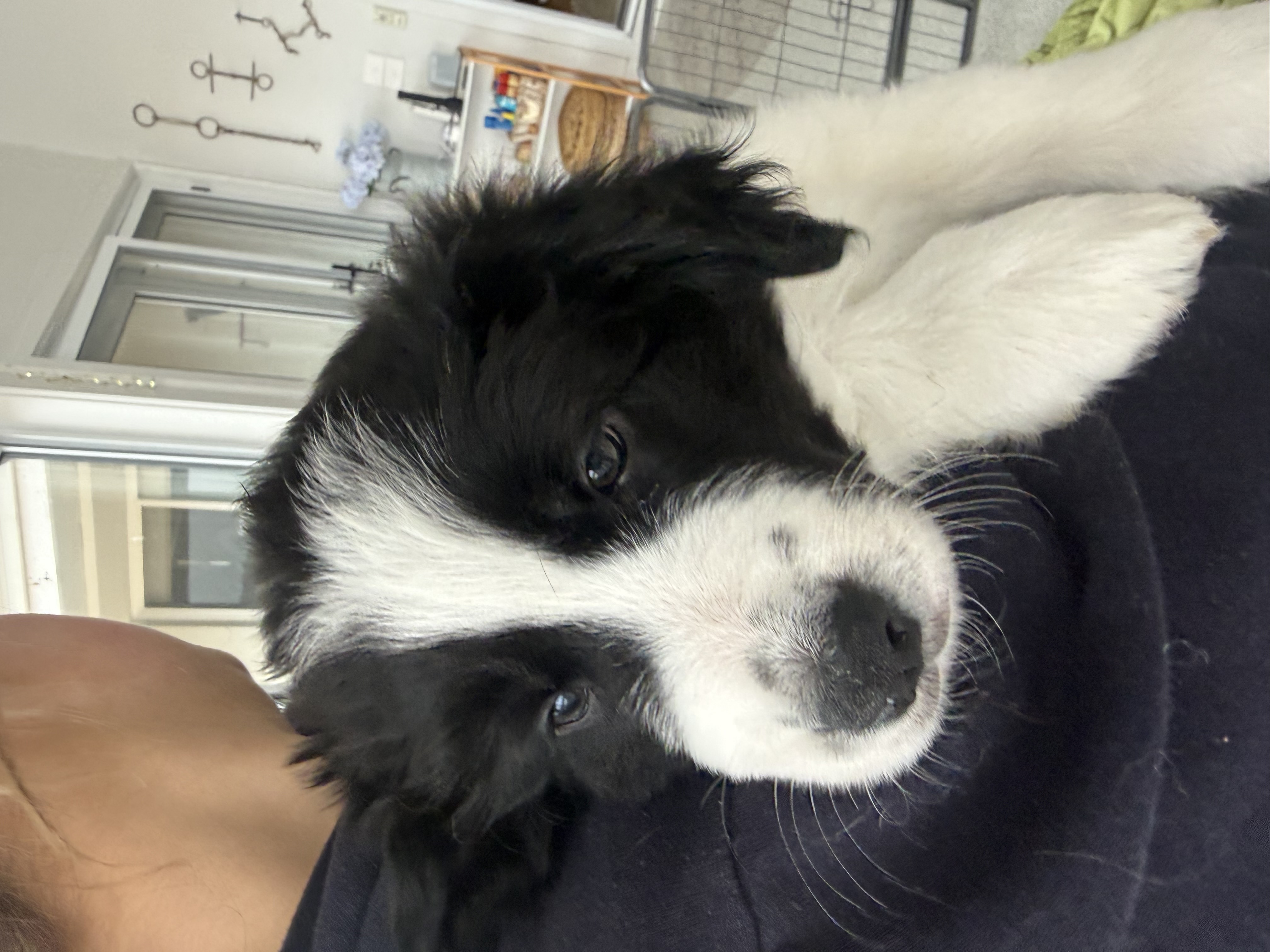 Divine Purebred Border Collie Puppies Available — photo 6