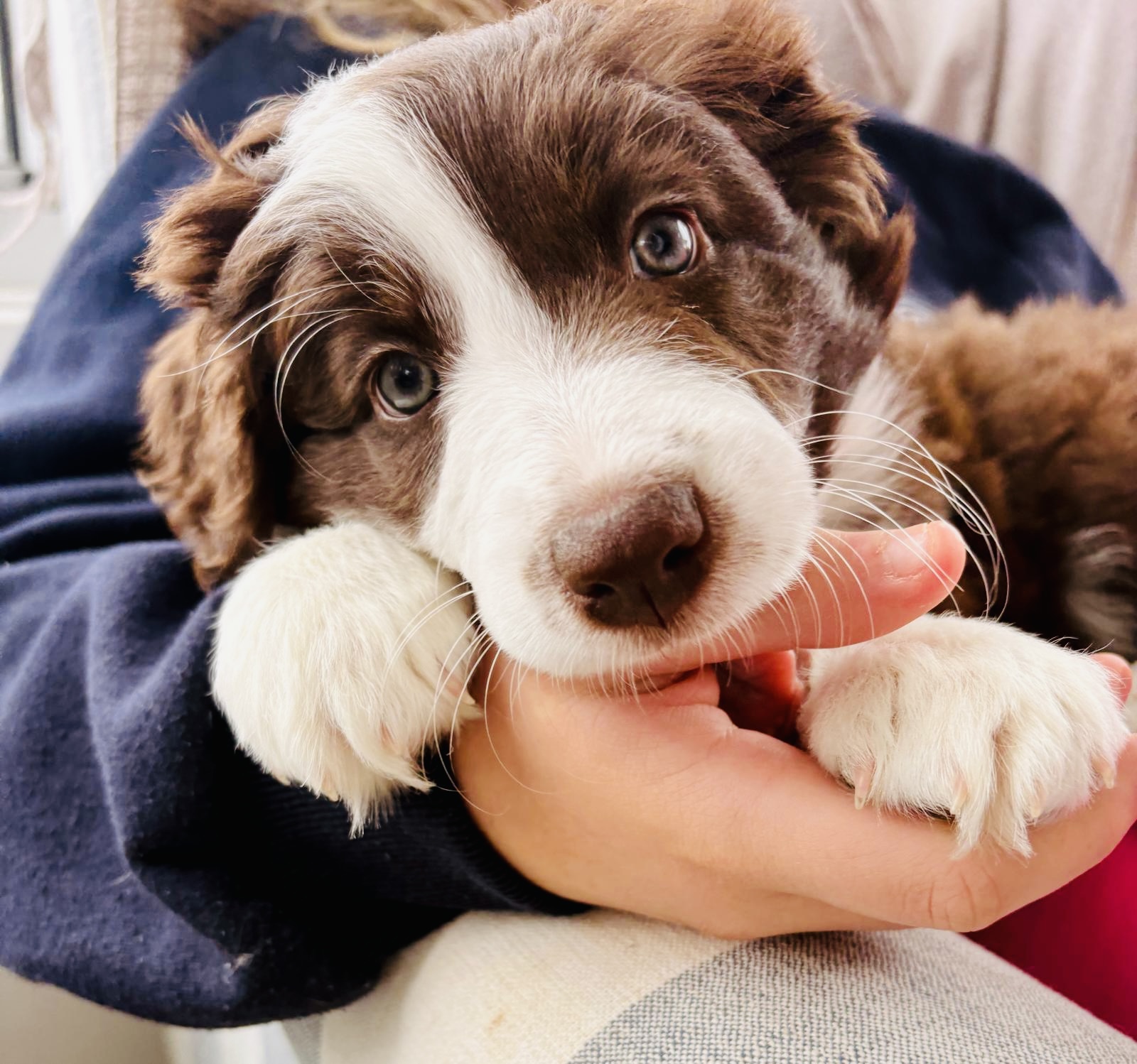 Divine Purebred Border Collie Puppies Available — photo 3