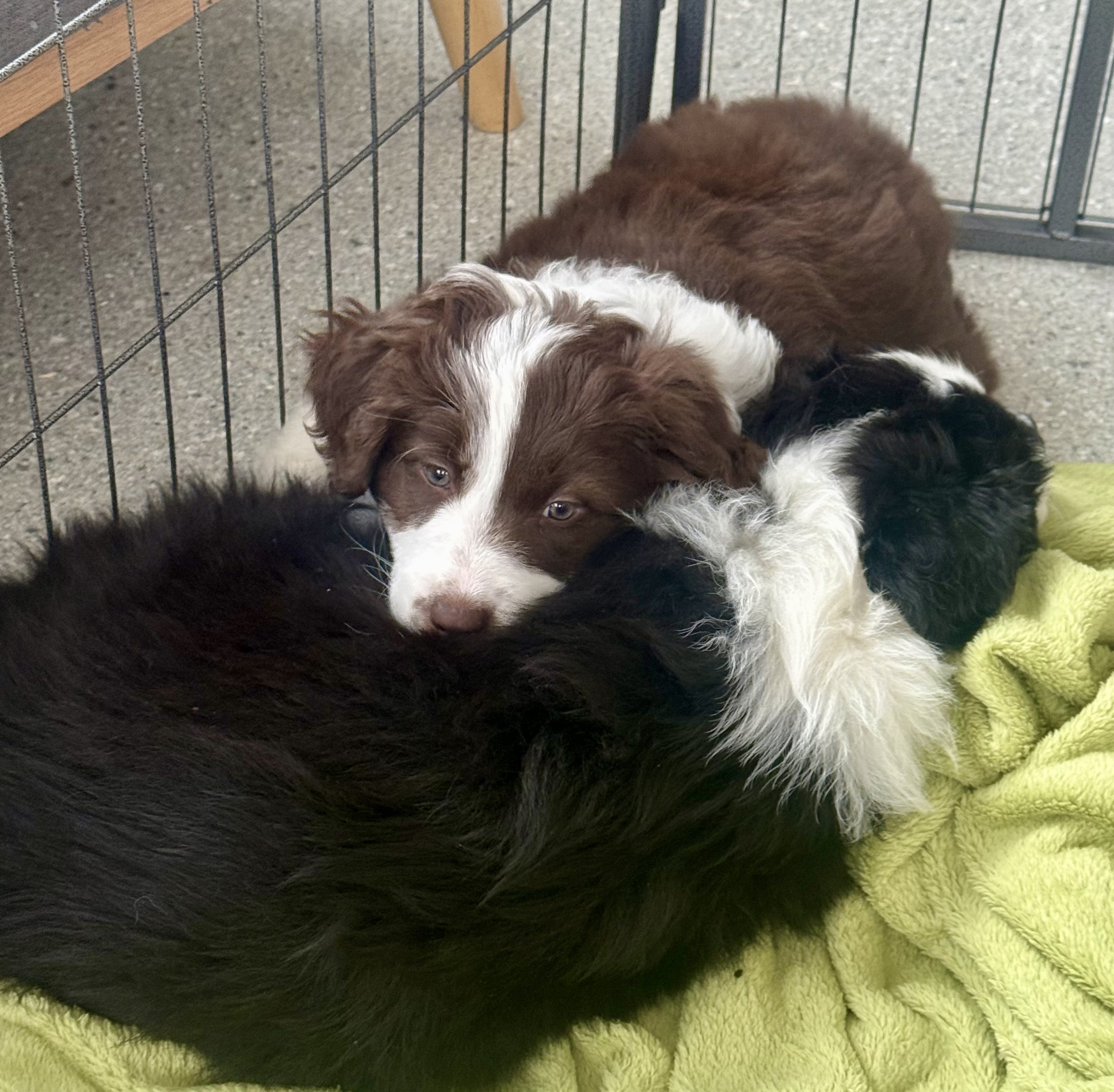 Divine Purebred Border Collie Puppies Available — photo 4