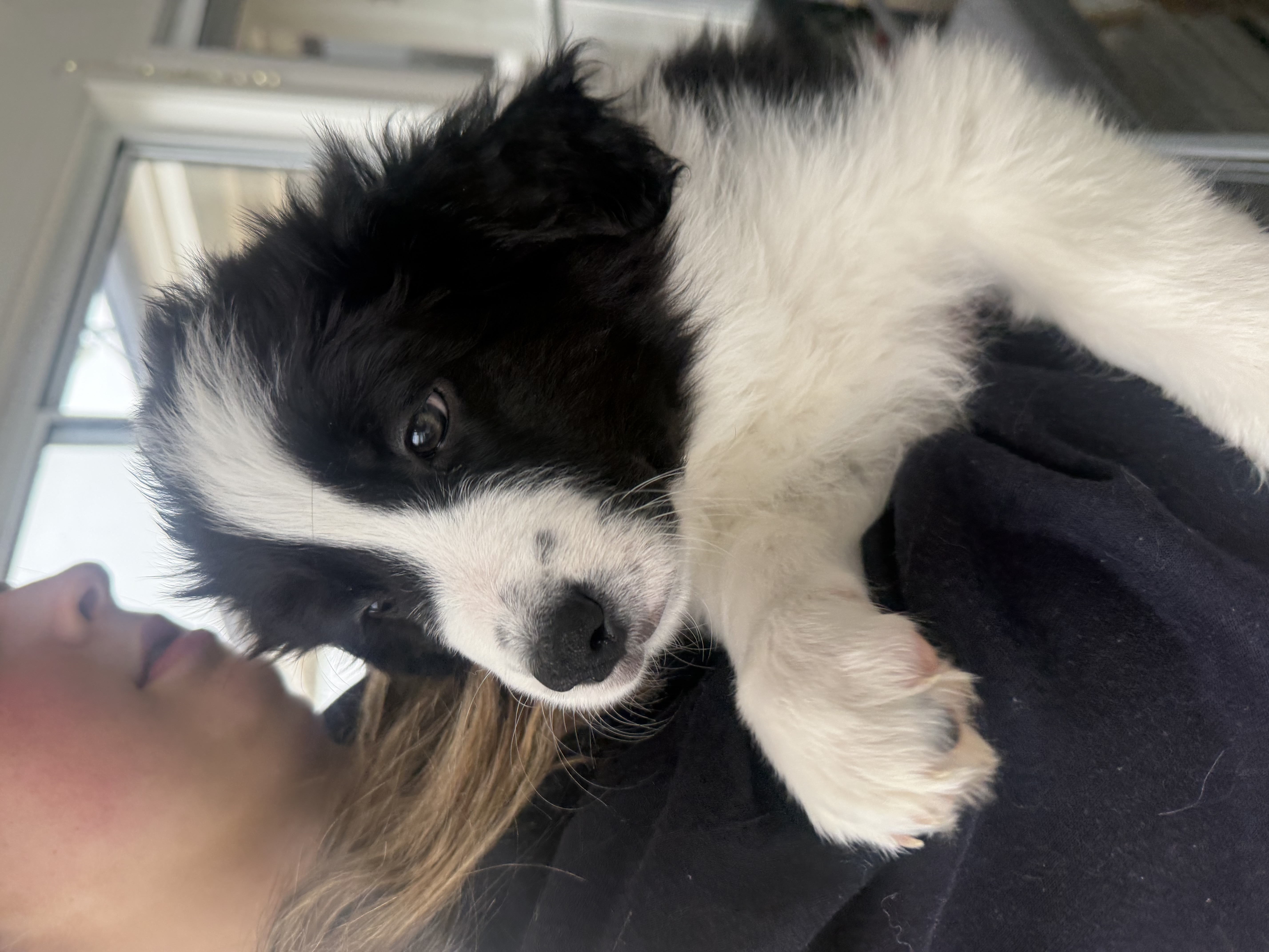 Divine Purebred Border Collie Puppies Available — photo 7