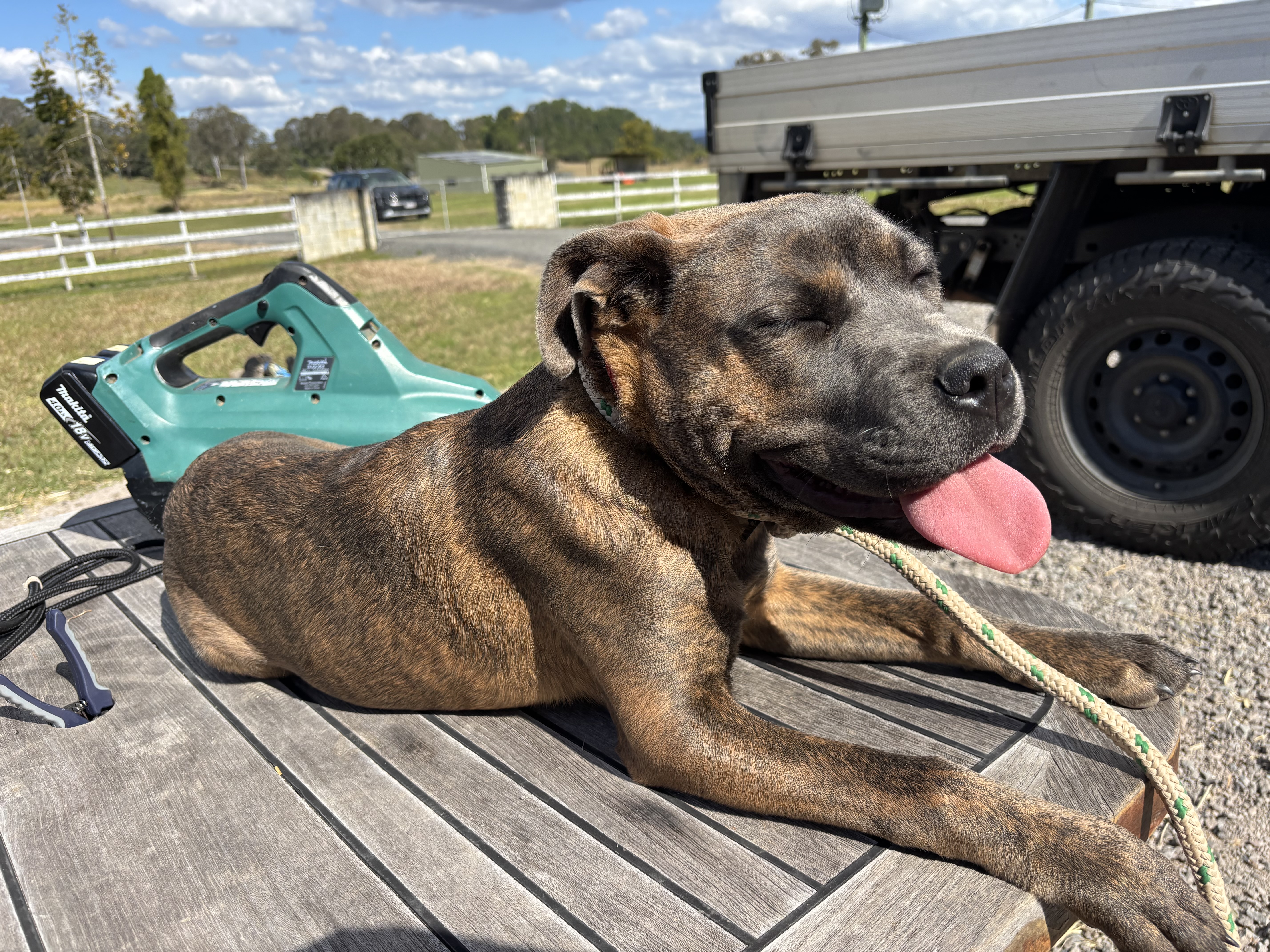 Amazing 6 month old pups available — photo 5