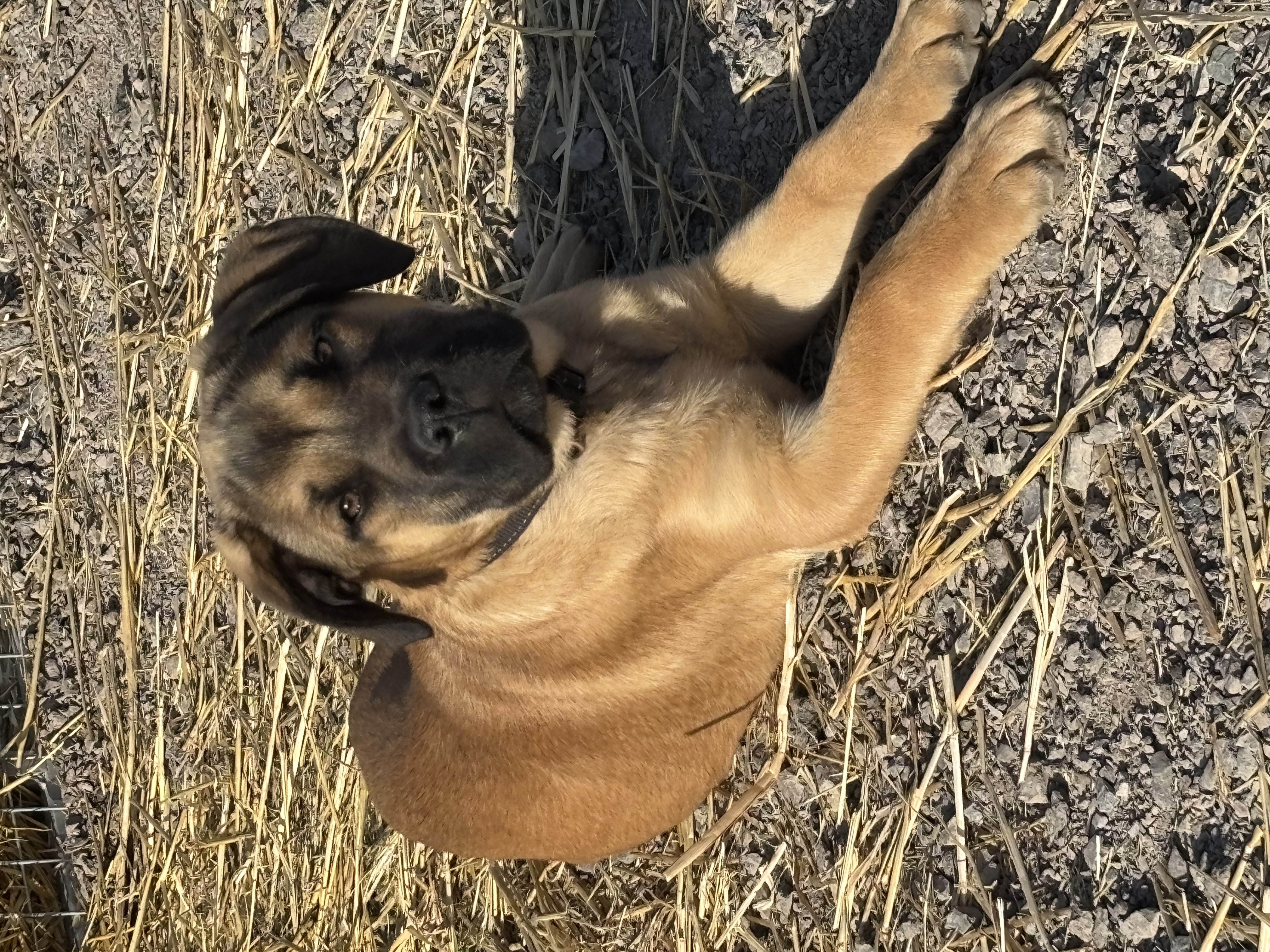 Amazing 6 month old pups available — photo 4