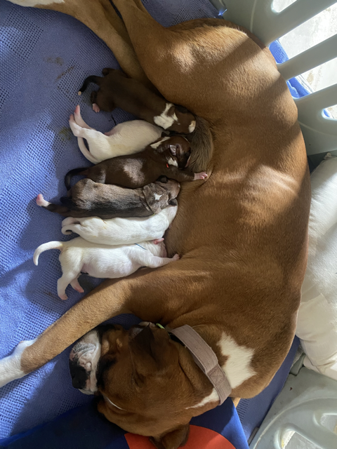 Boxer Puppies - 6 puppies