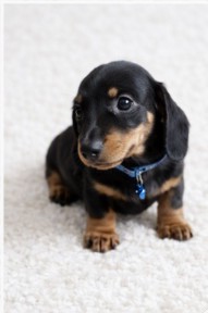 Miniature Dachshund Puppies