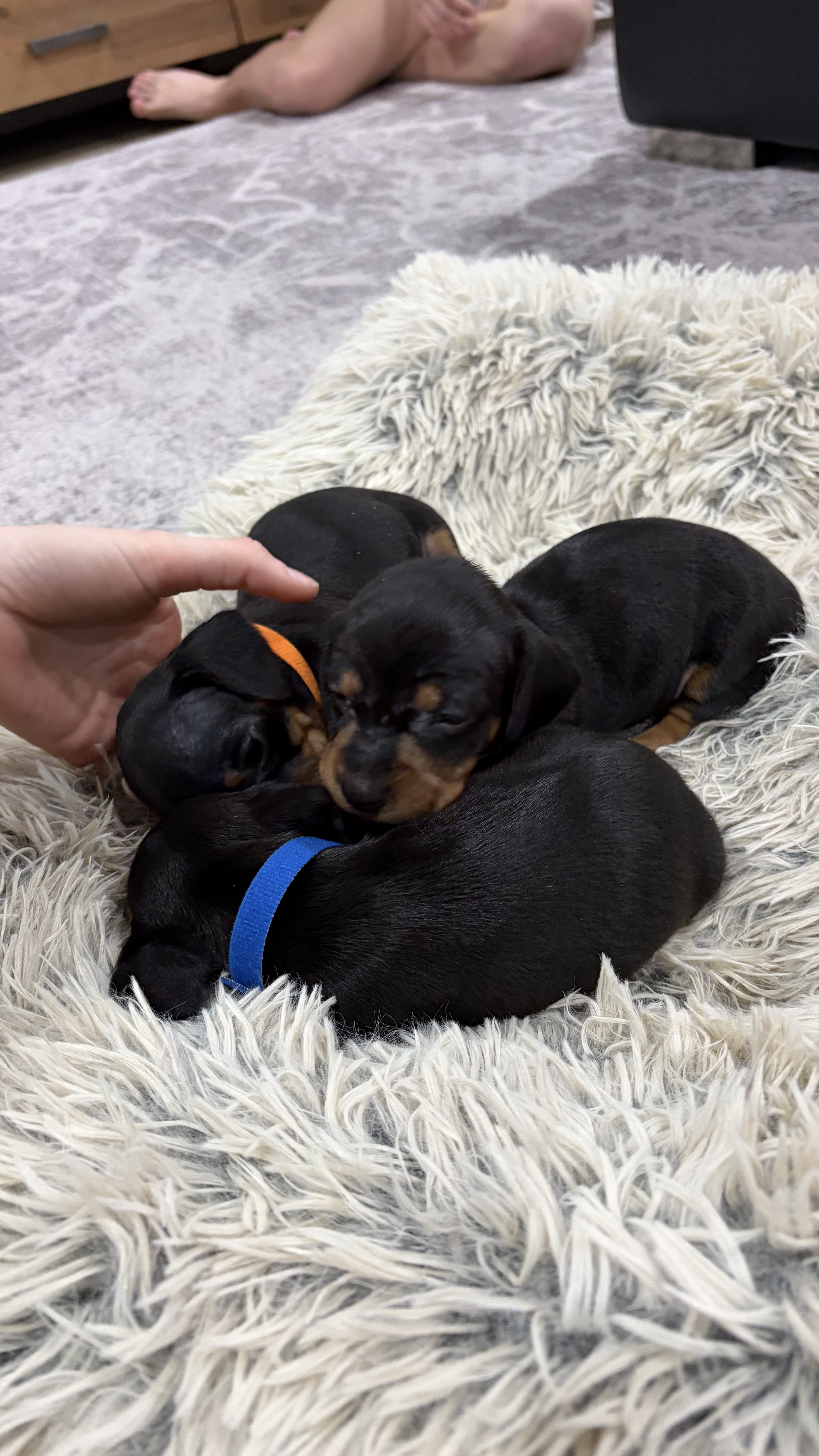 Expression of interest dachshund — photo 2