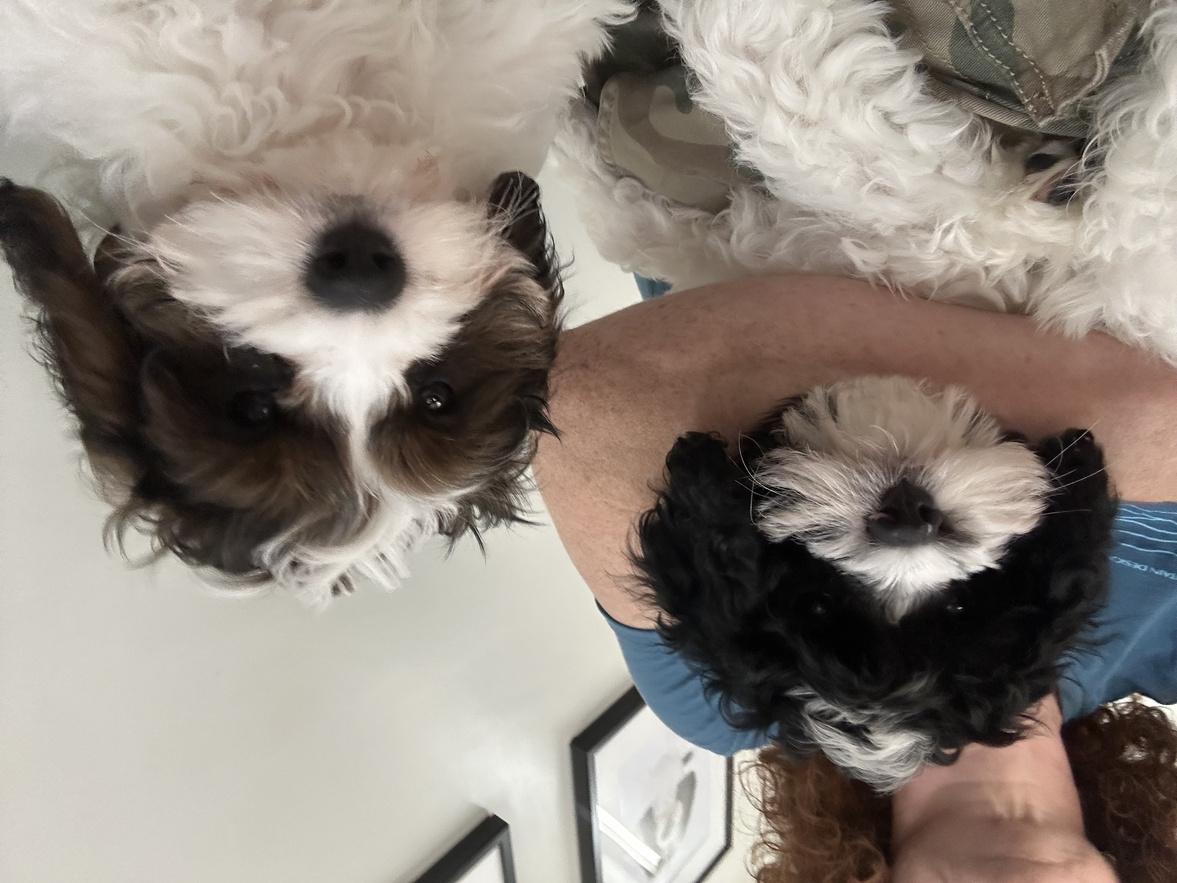 Gorgeous F1 Cavoodles pups — photo 1