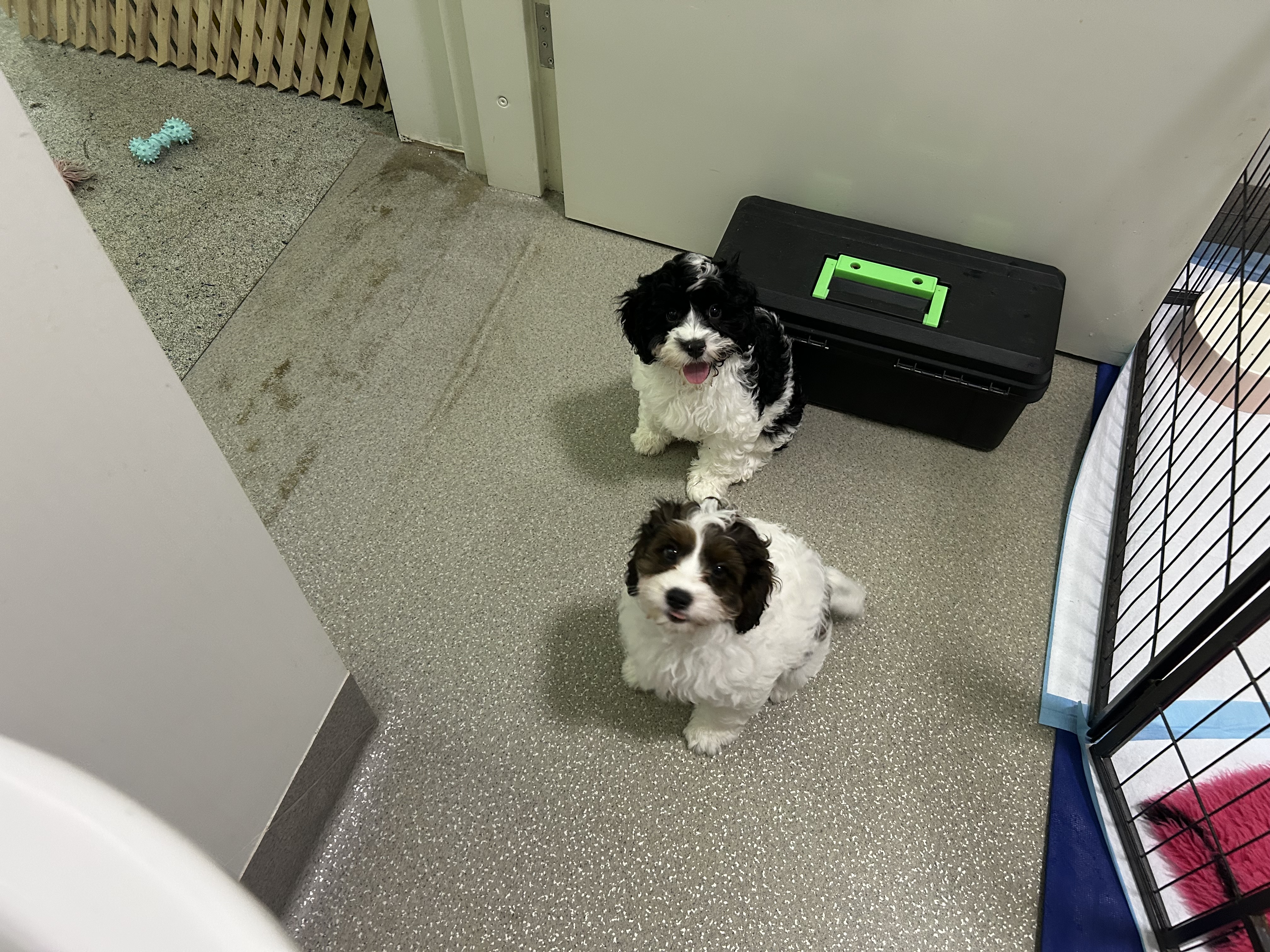 Gorgeous F1 Cavoodles pups — photo 2