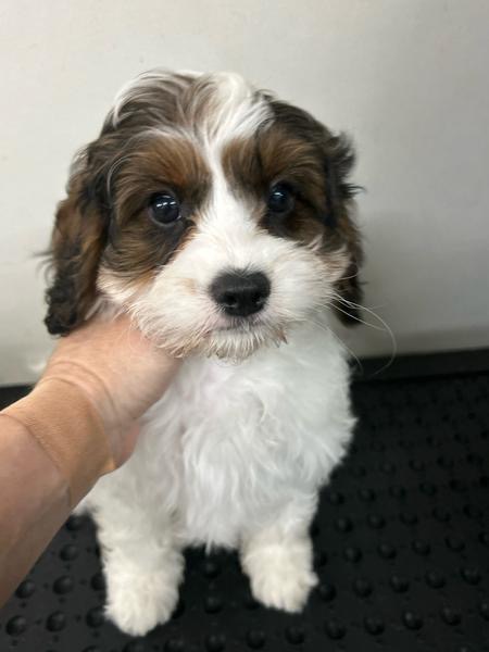 Gorgeous F1 Cavoodles pups — photo 4