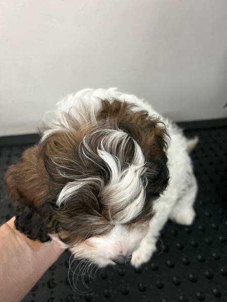 Gorgeous F1 Cavoodles pups — photo 3
