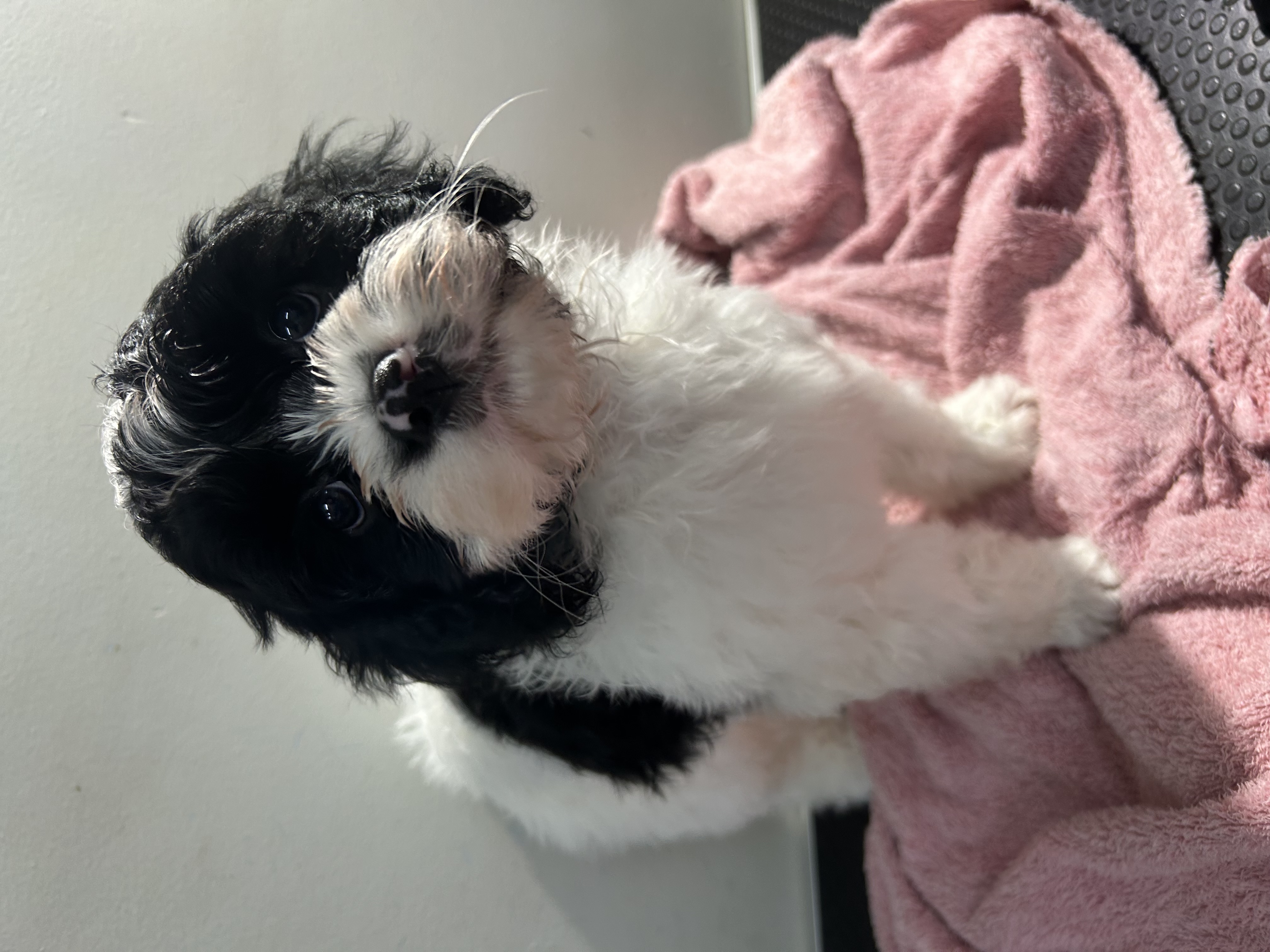 Gorgeous F1 Cavoodles pups — photo 6