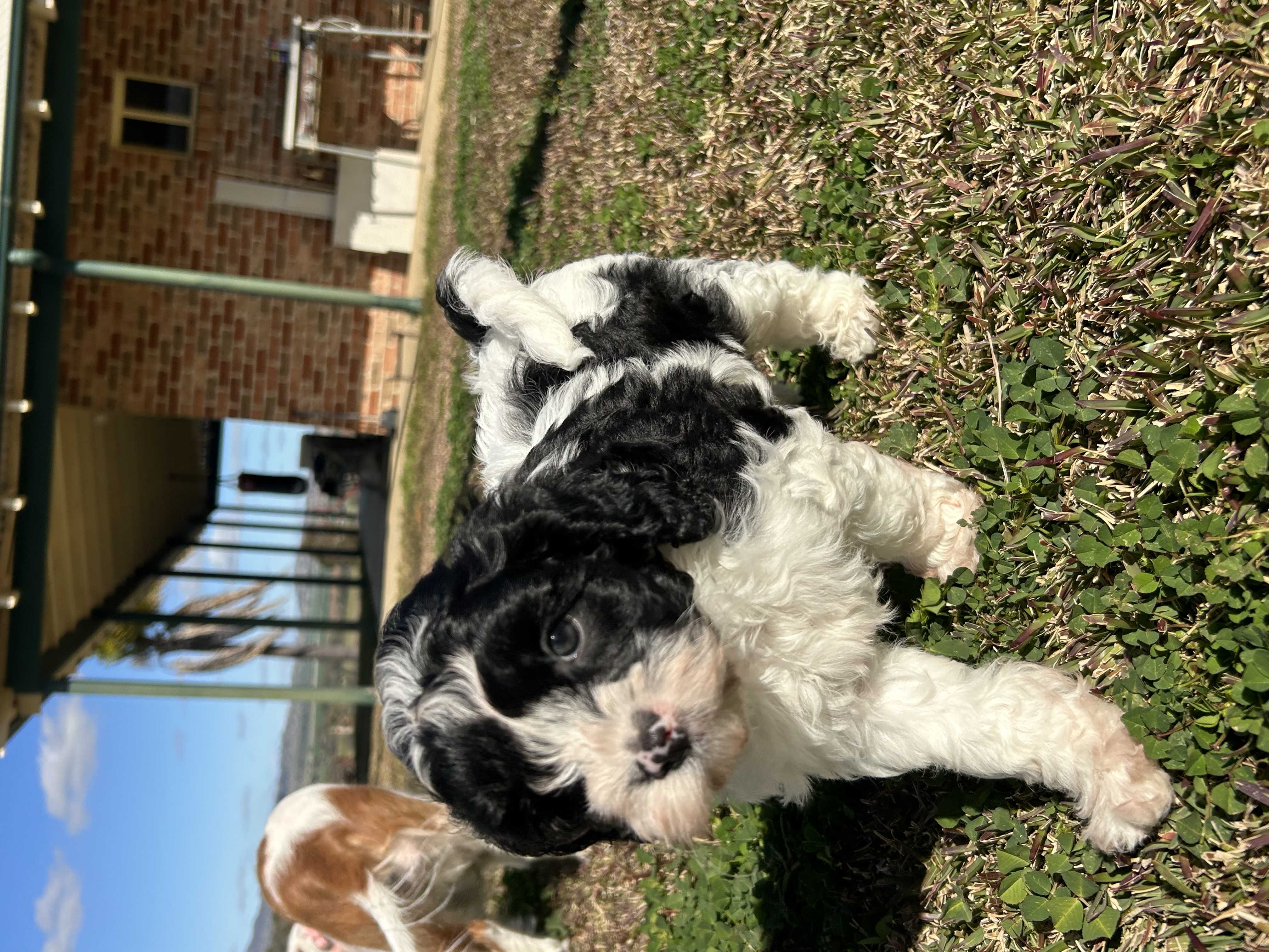 Gorgeous F1 Cavoodles pups — photo 7