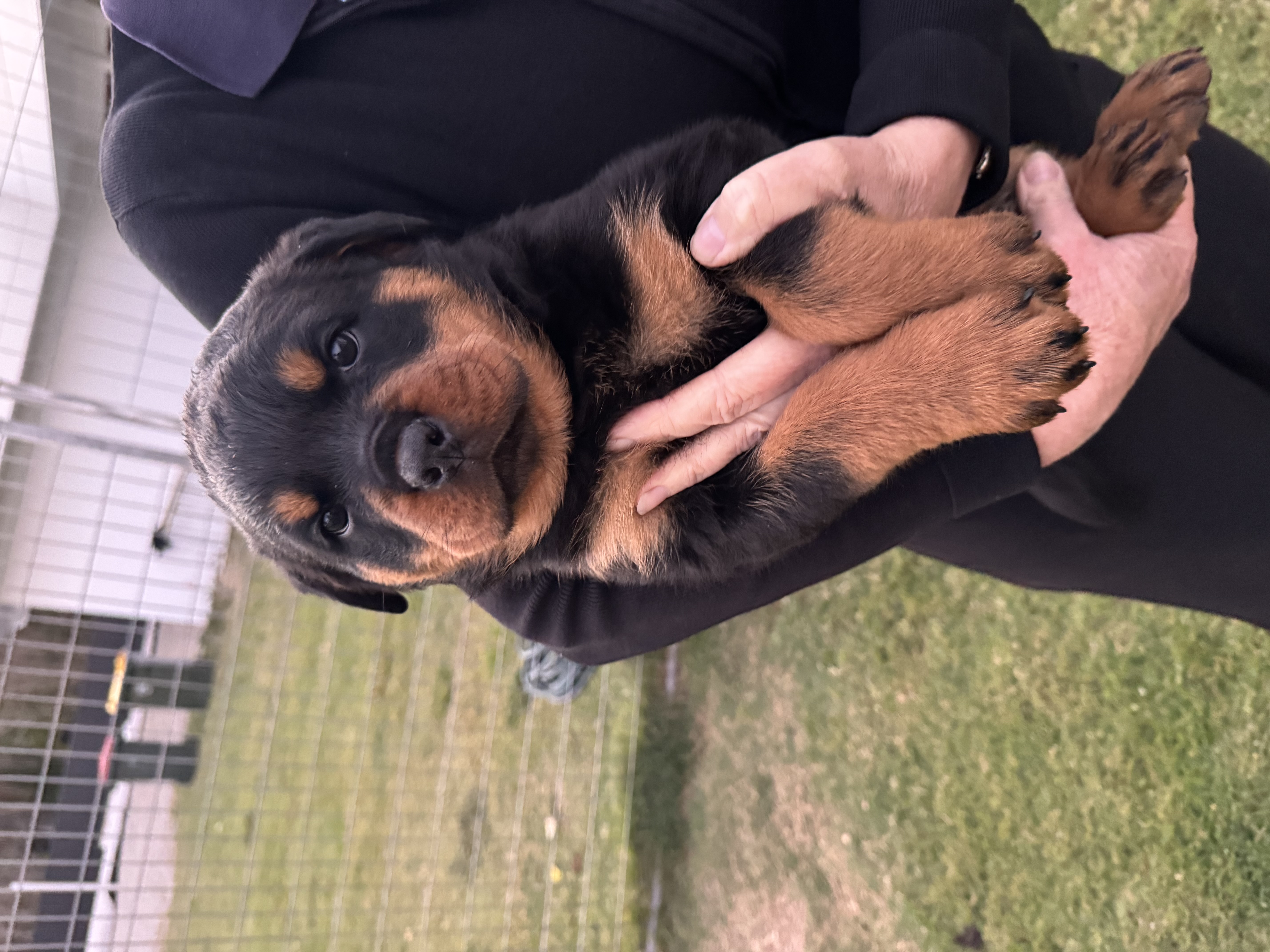 Purebred Rottweiler Puppies — photo 1
