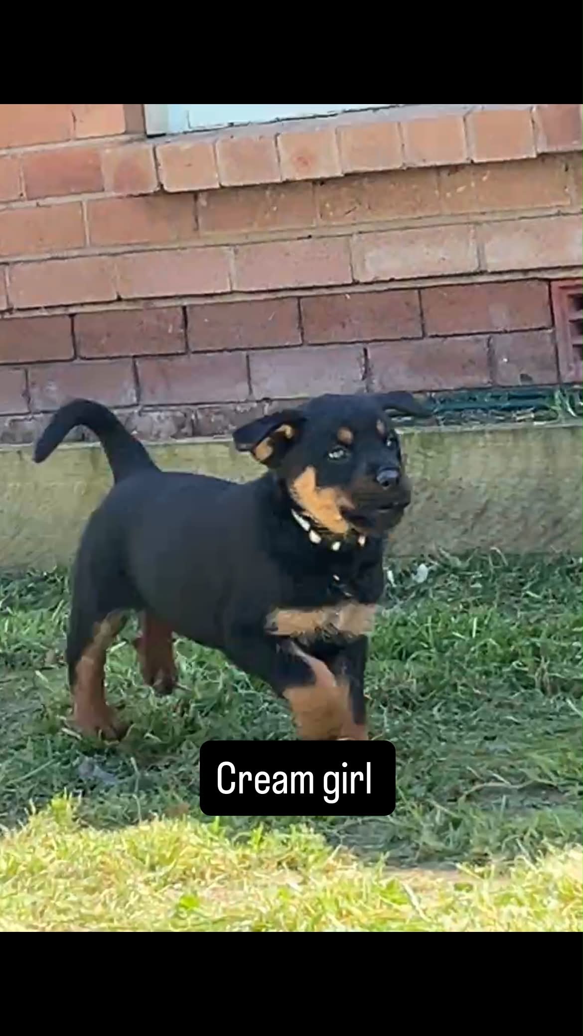 Puppy 2
