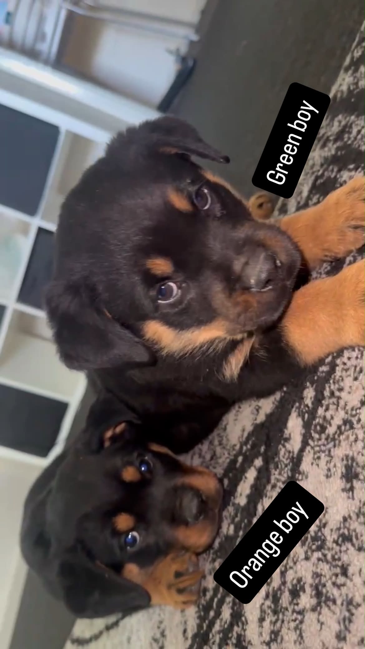 Puppy 3