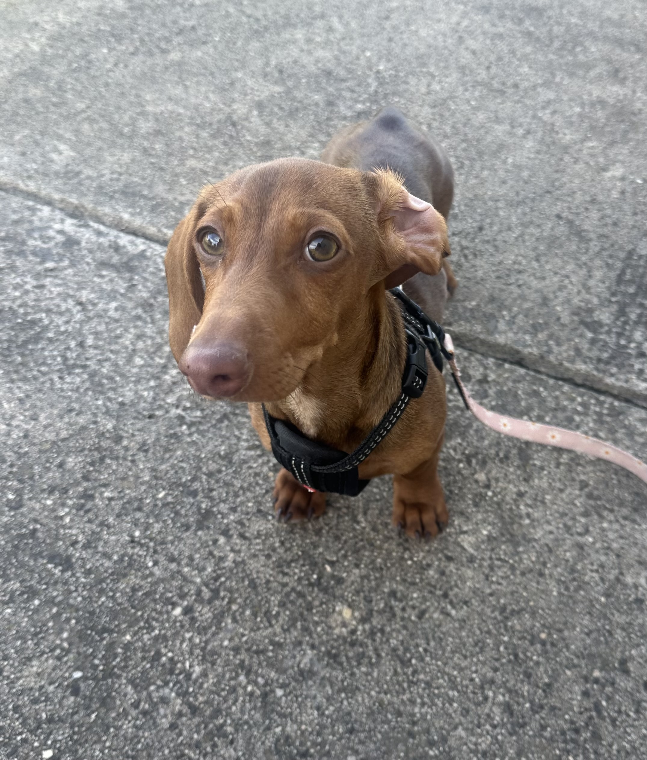 Miniature Dachshund Puppies — photo 4