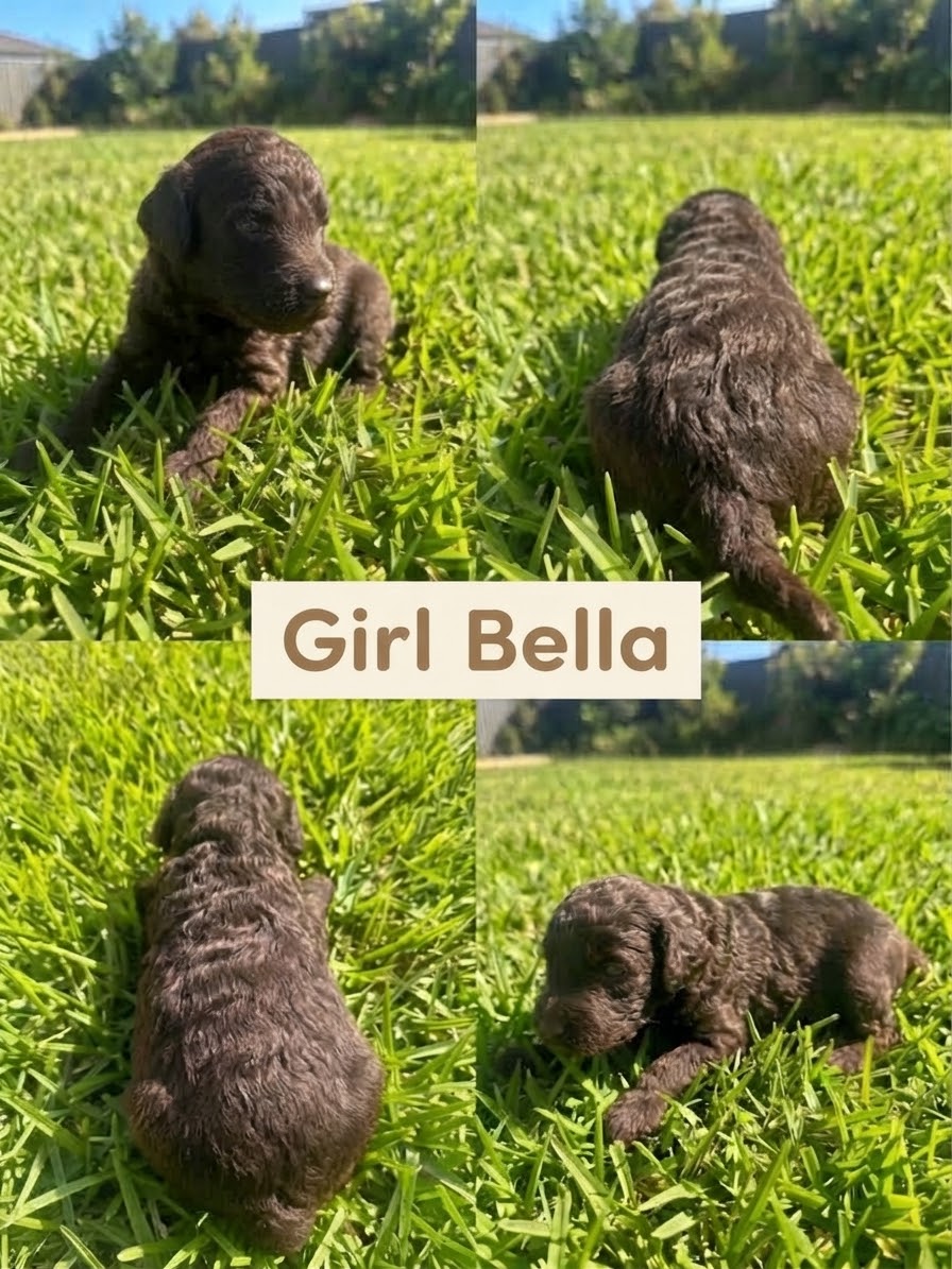 Puppy 1