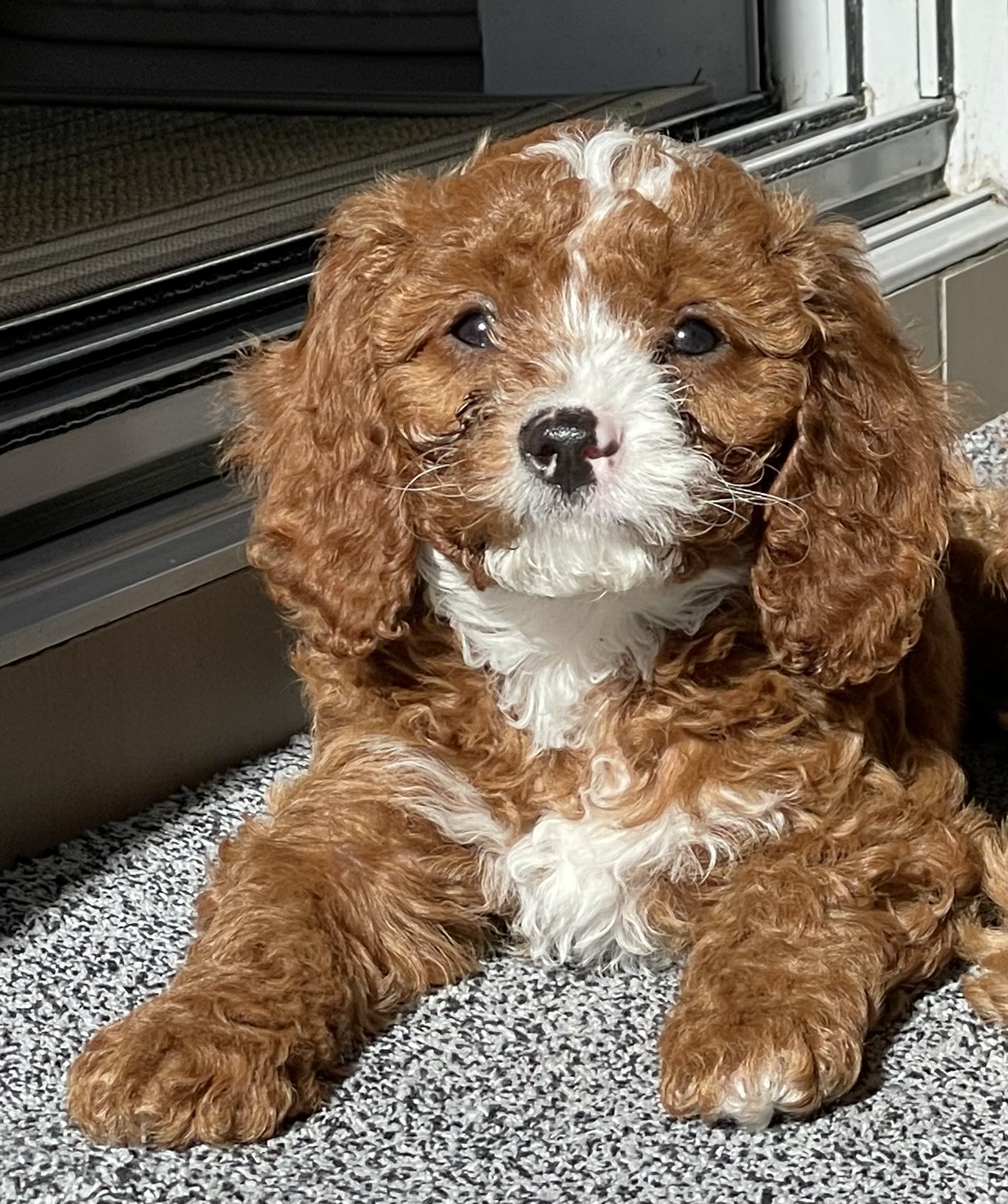 For Sale – A Beautiful 14-Week-Old Female Mini Cavoodle — photo 2