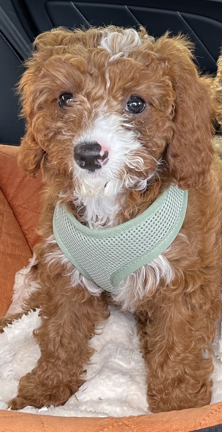 For Sale – A Beautiful 14-Week-Old Female Mini Cavoodle — photo 3