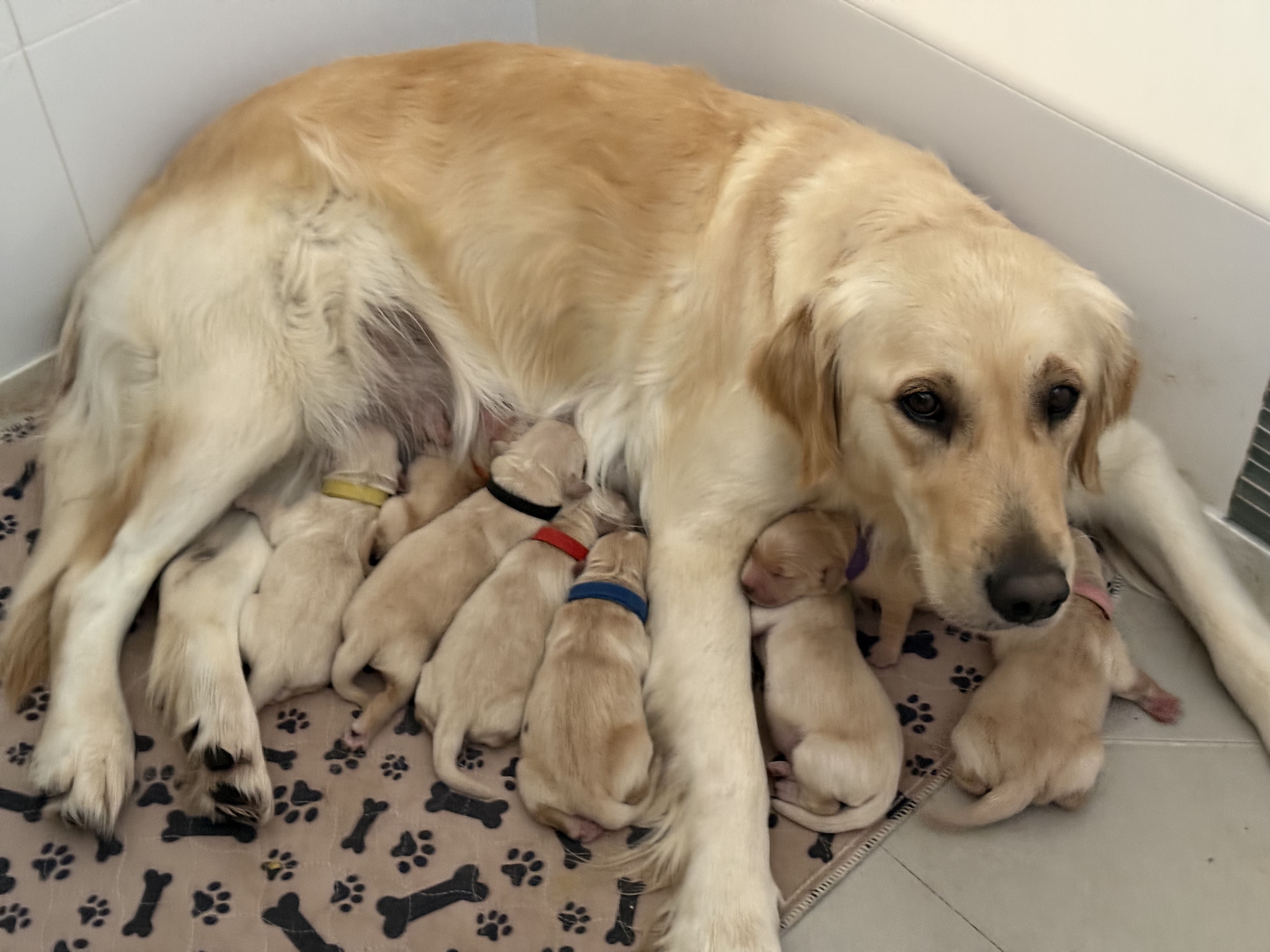 Mother — Willow
