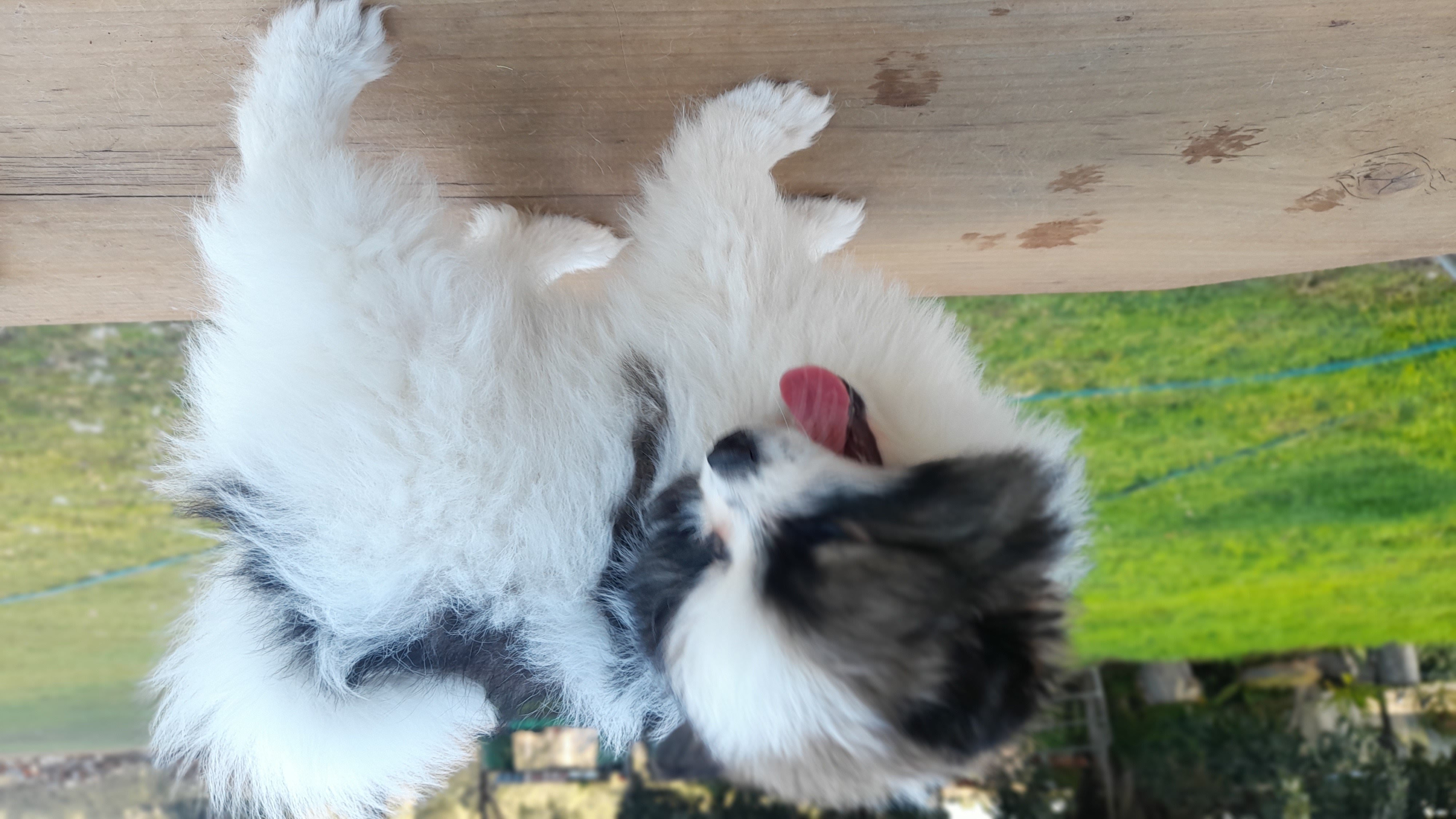 Pomeranian male — photo 1