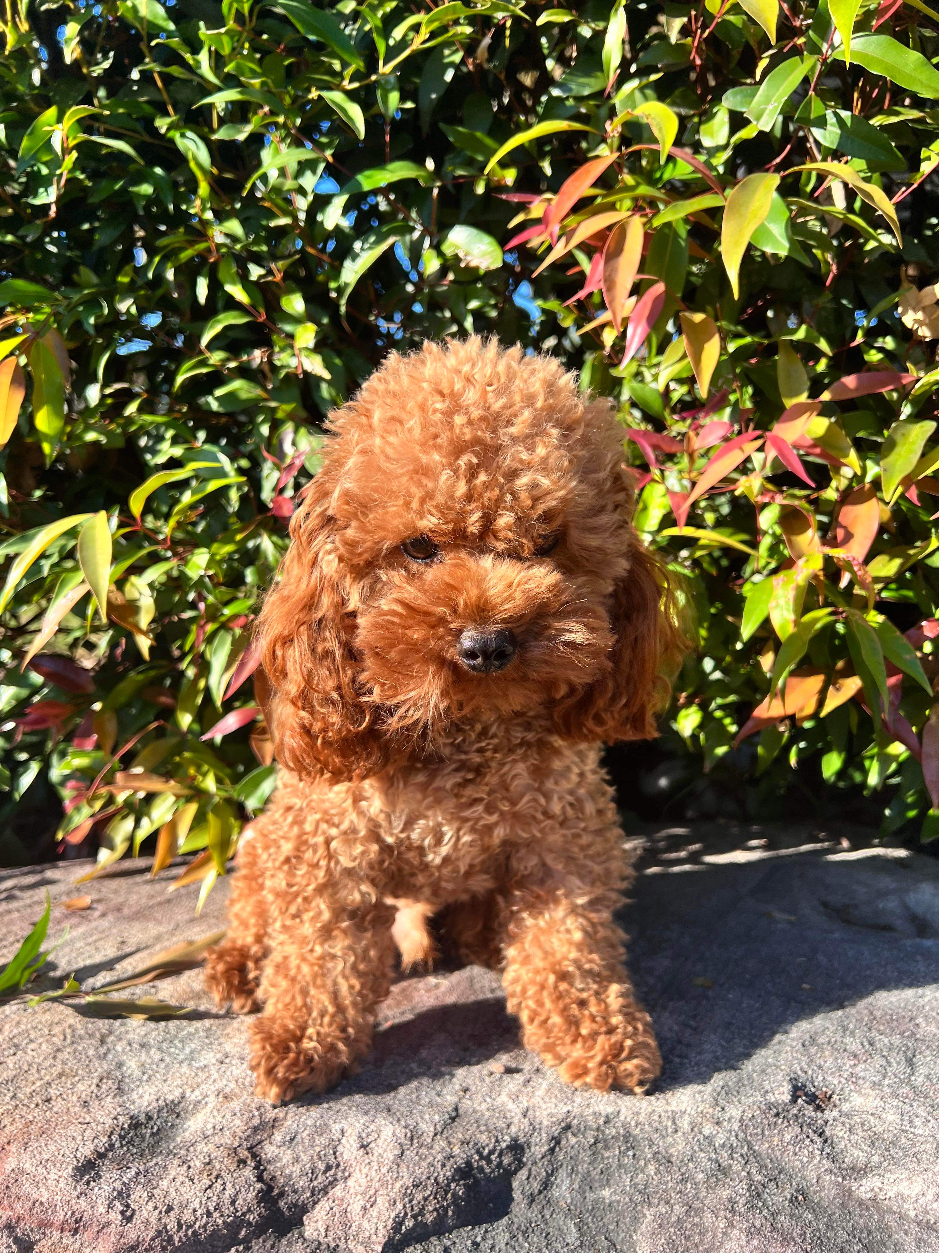 š Beautiful Chipoo / Tea Cup Poodle Girl ā Ready Late October š ā photo 5