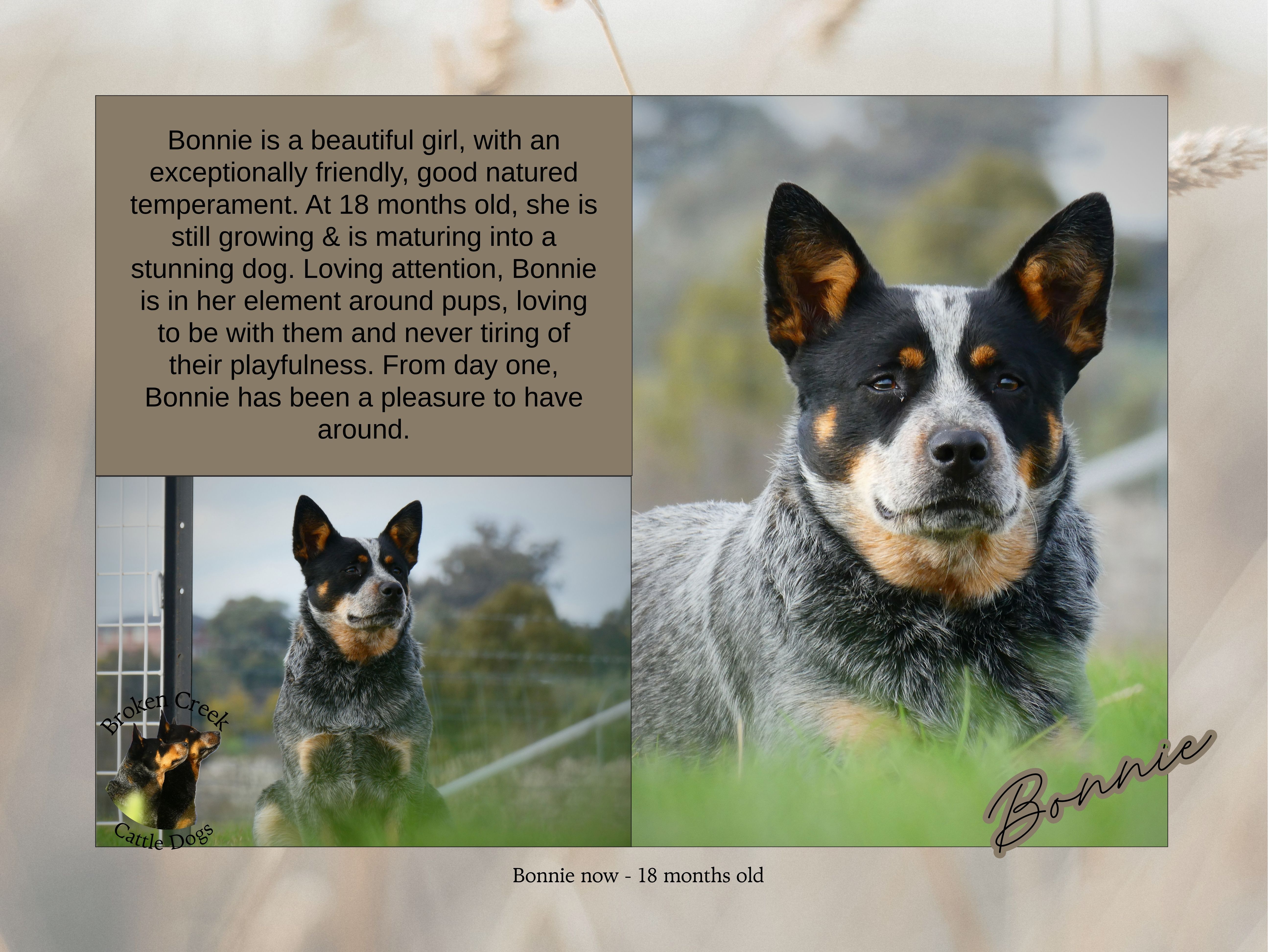 Red and Blue Heeler Pups - Broken Creek Cattle Dogs — photo 7