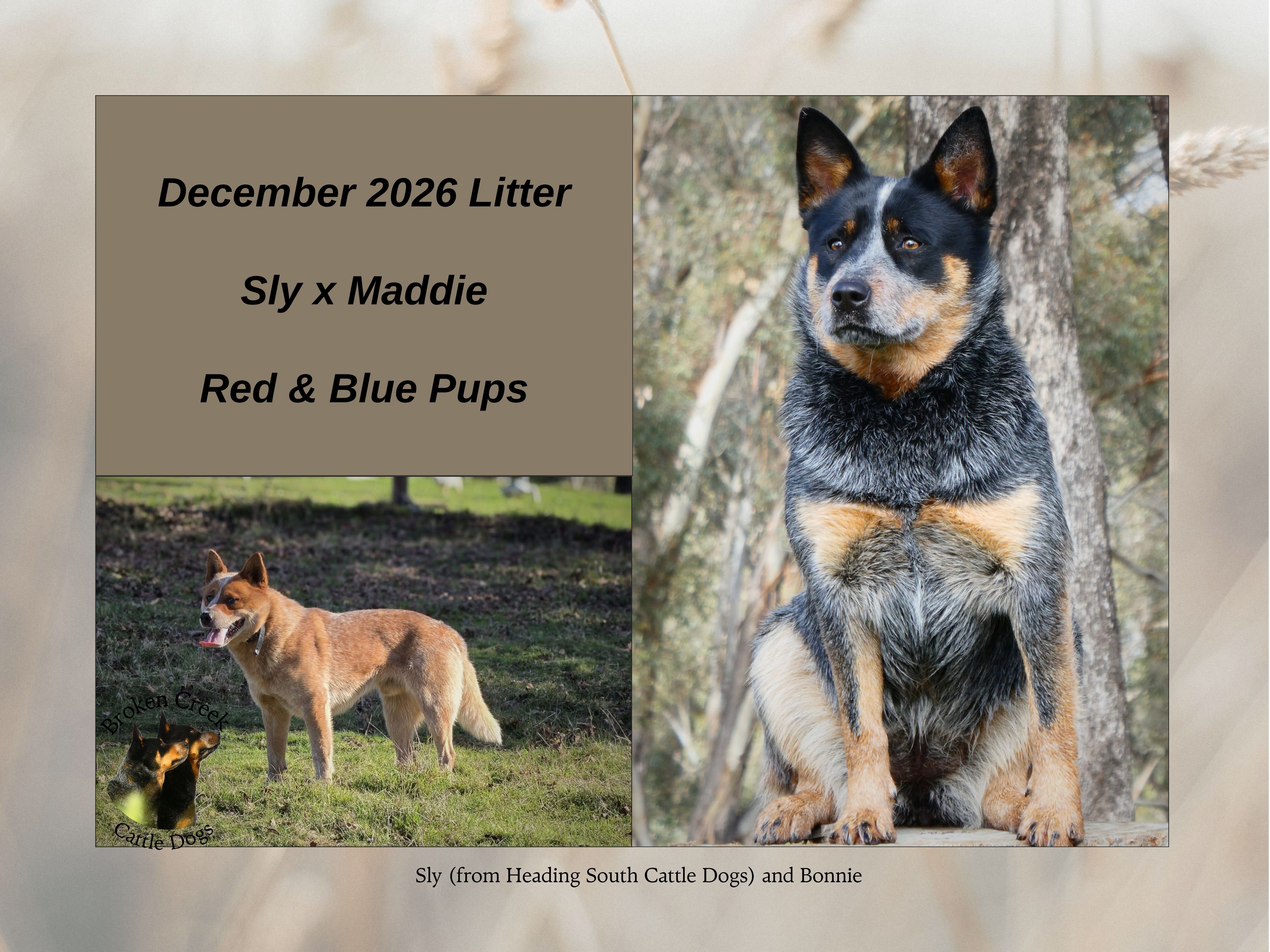 Red and Blue Heeler Pups - Broken Creek Cattle Dogs — photo 5