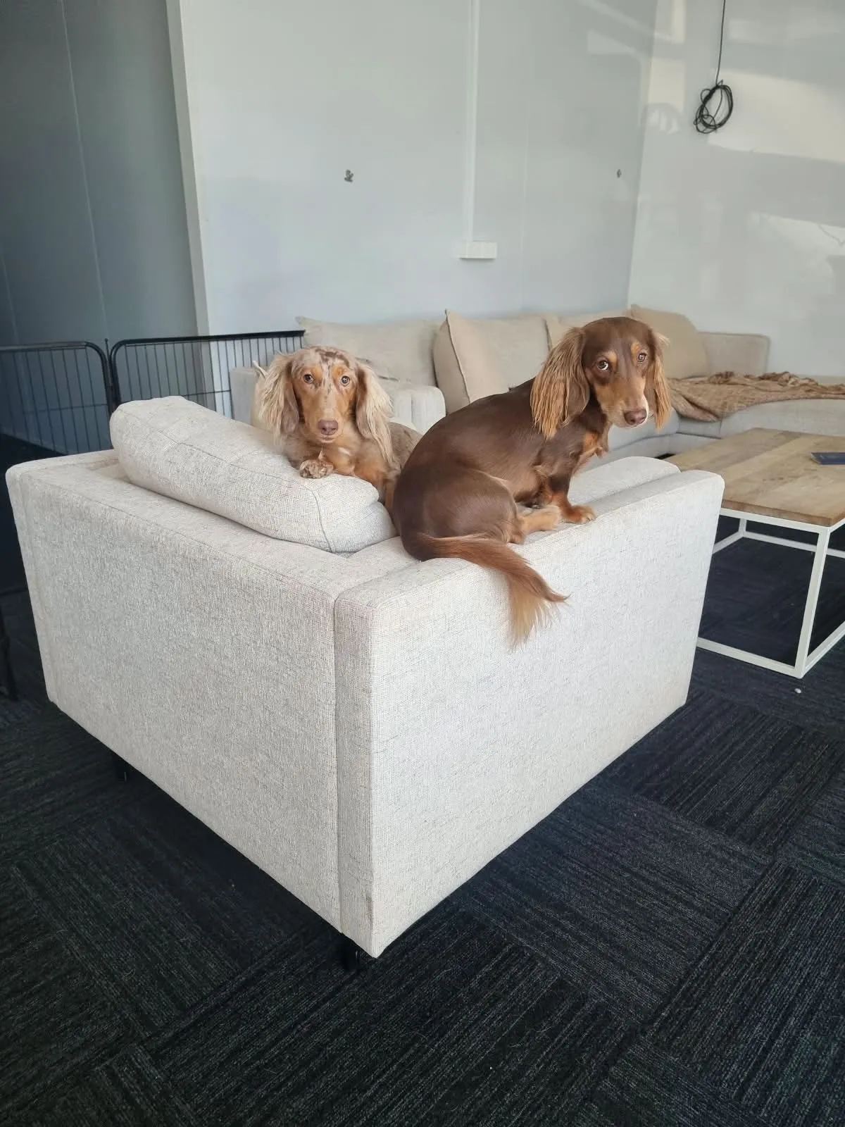 A boy and a girl of ours on the armchair