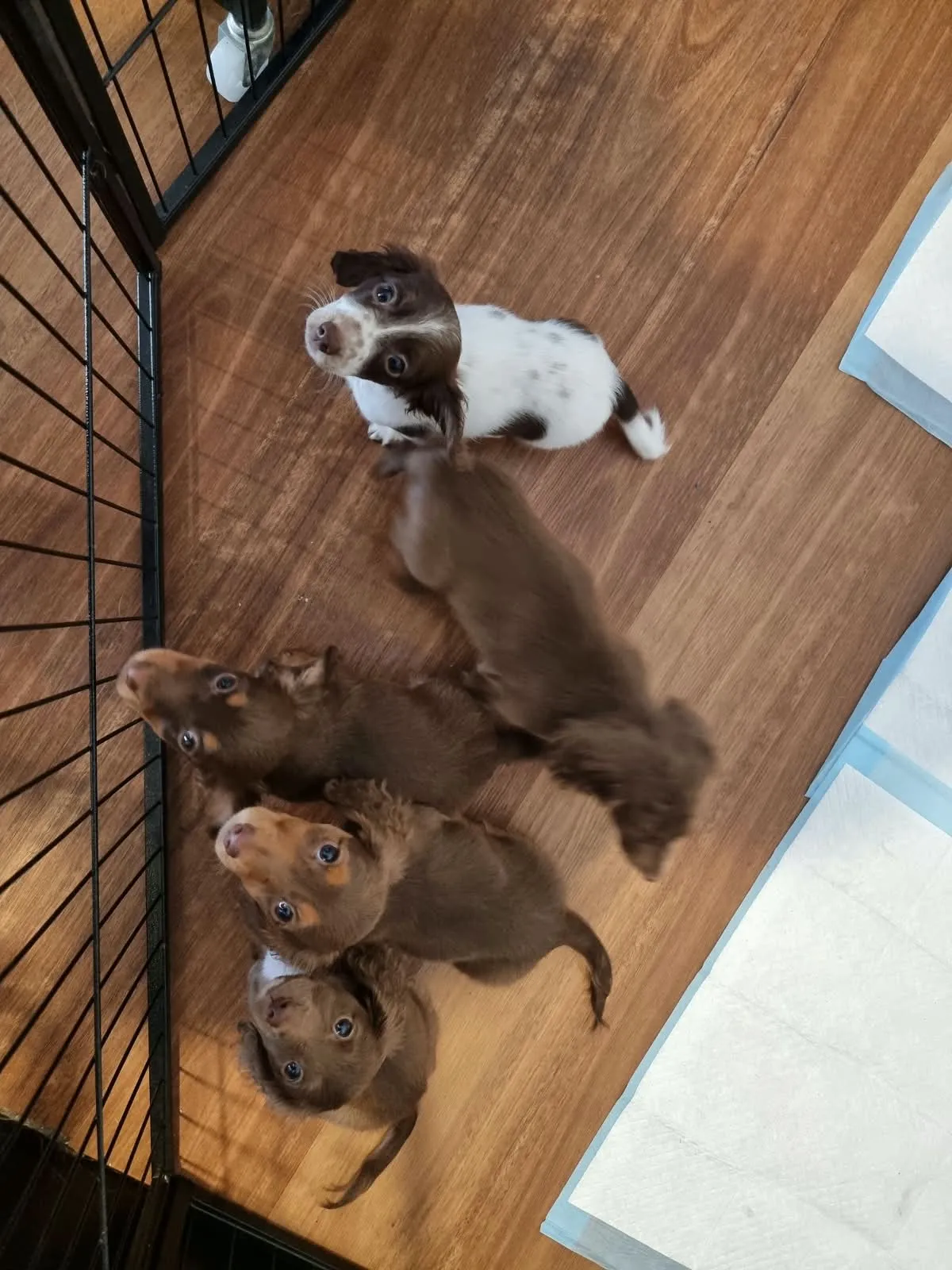 Photo from King's Miniature Dachshunds
