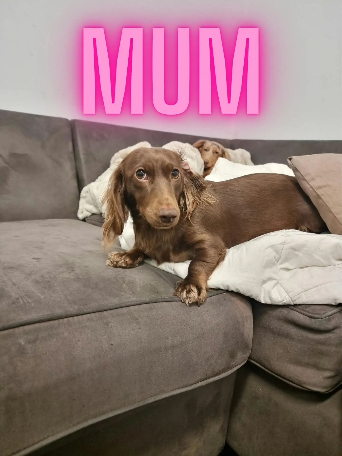 Photo from King's Miniature Dachshunds
