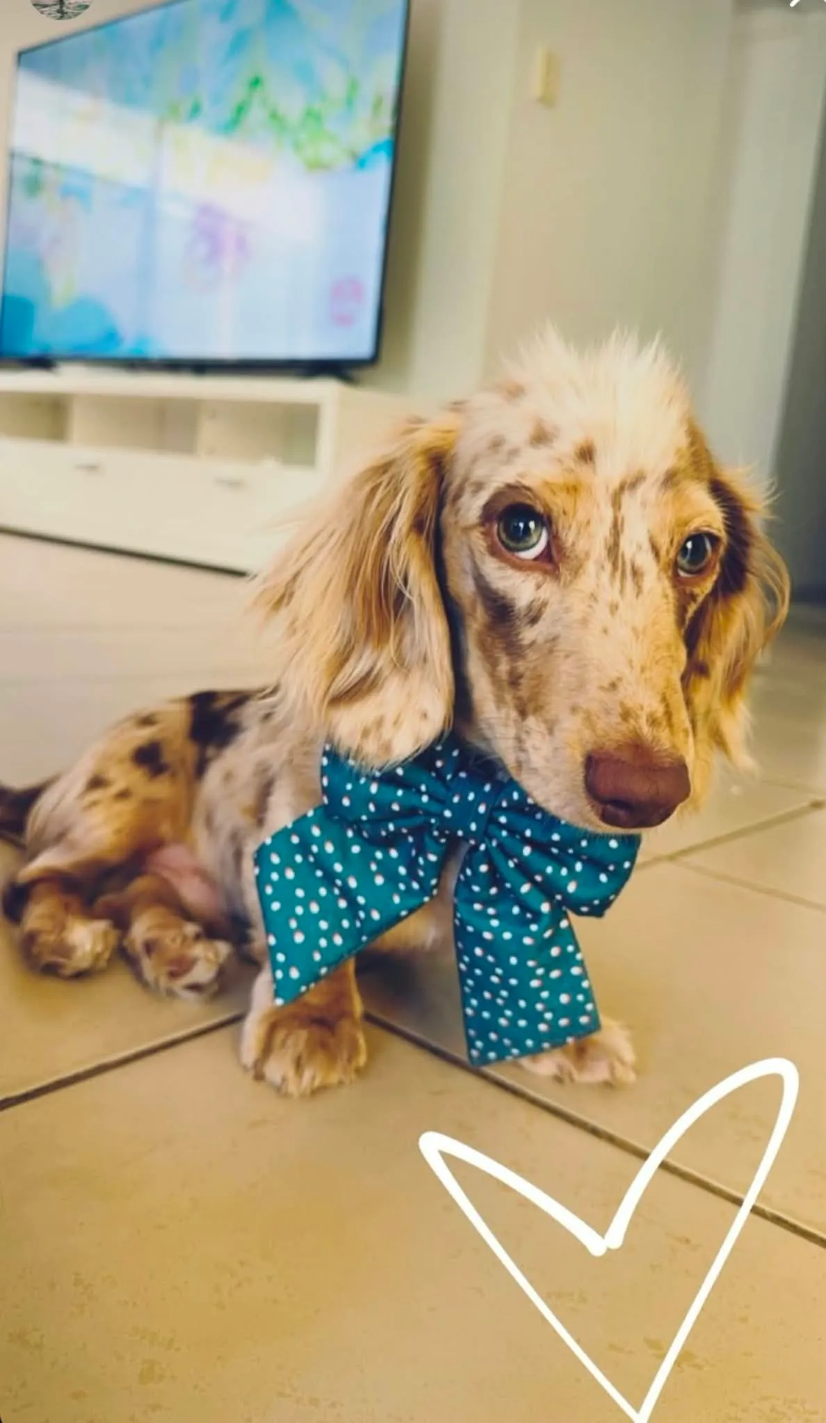 A chocolate dapple boy all dressed up